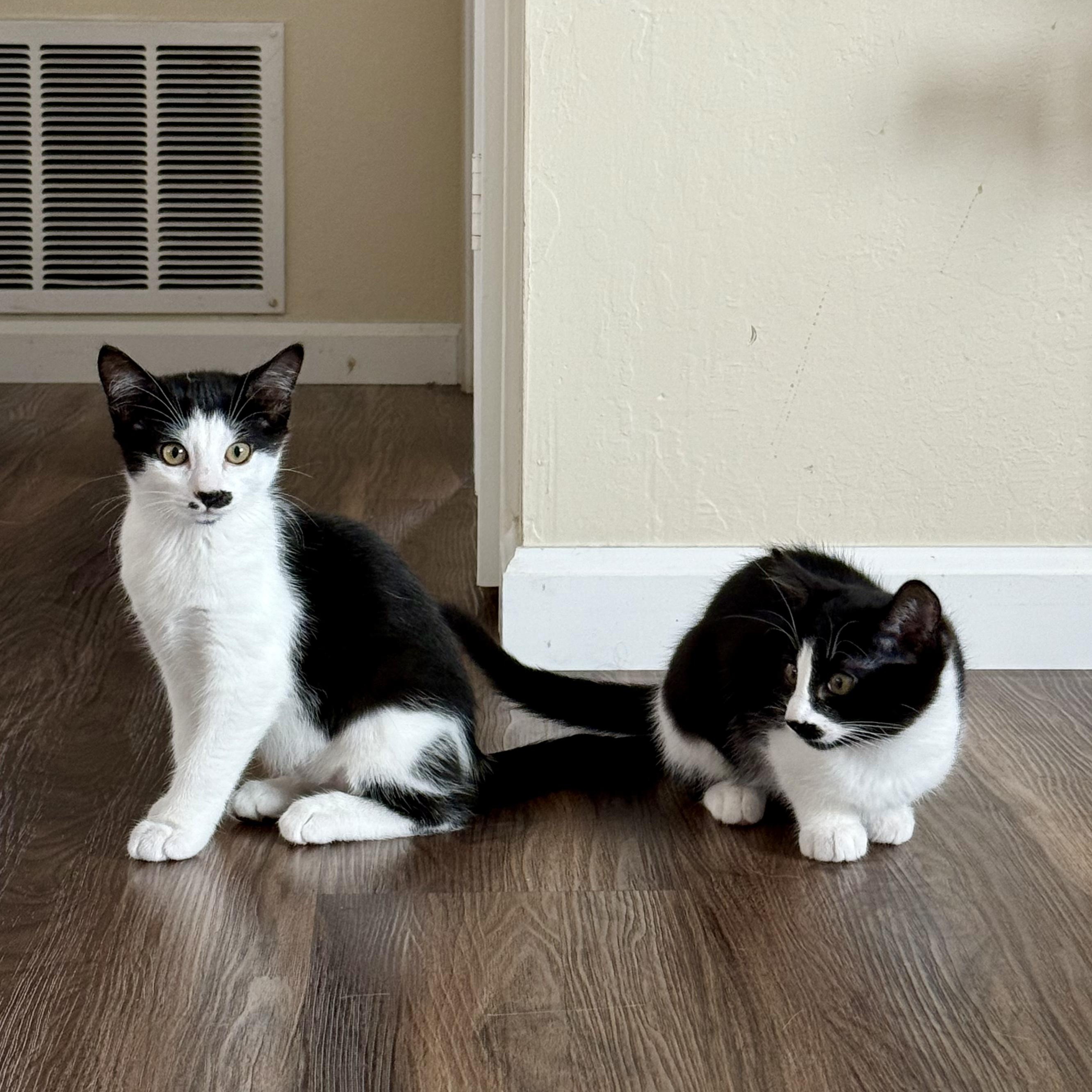 Sage, a Adopted Domestic Short Hair in Half Moon Bay, CA image 2/6