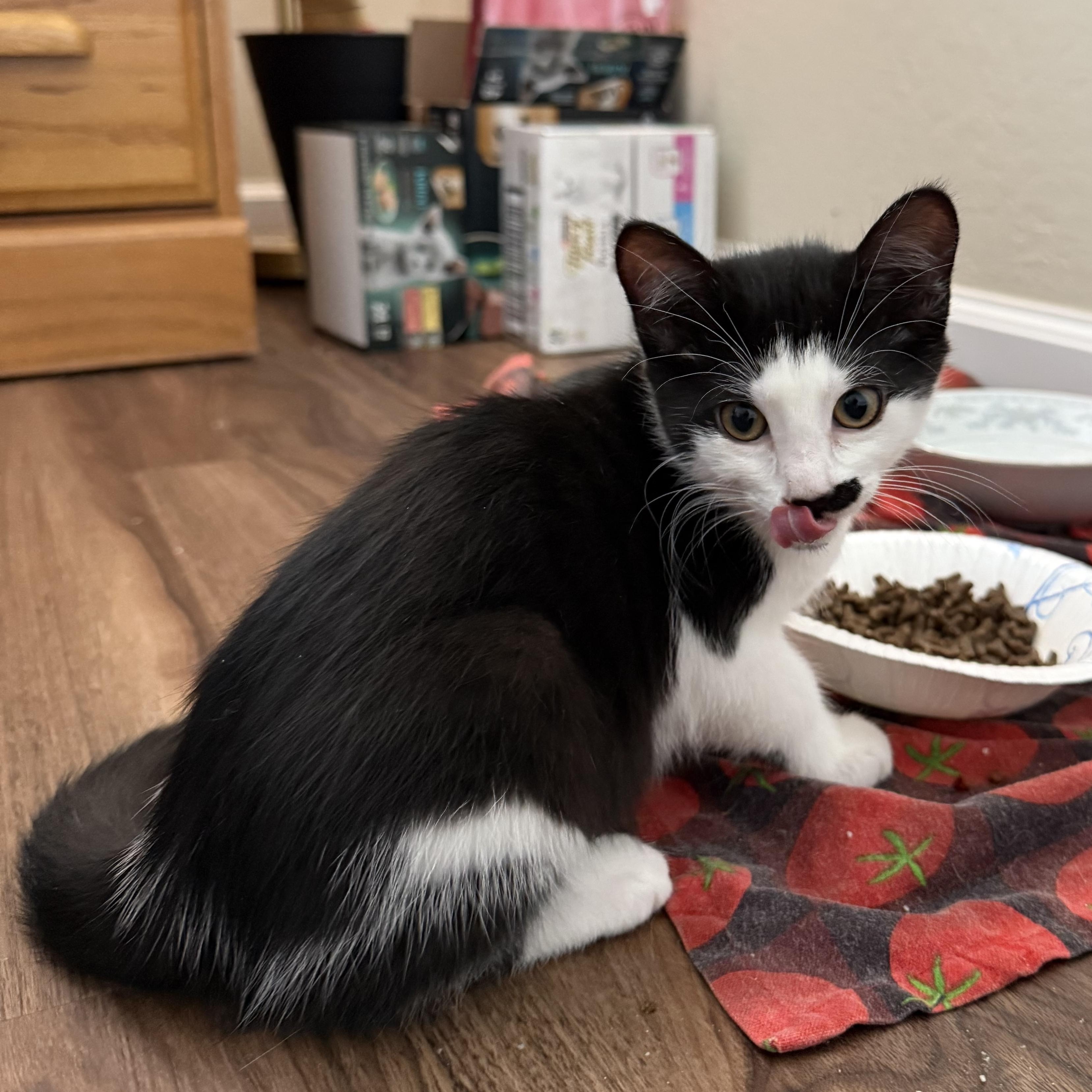 Sage, a Adopted Domestic Short Hair in Half Moon Bay, CA image 6/6