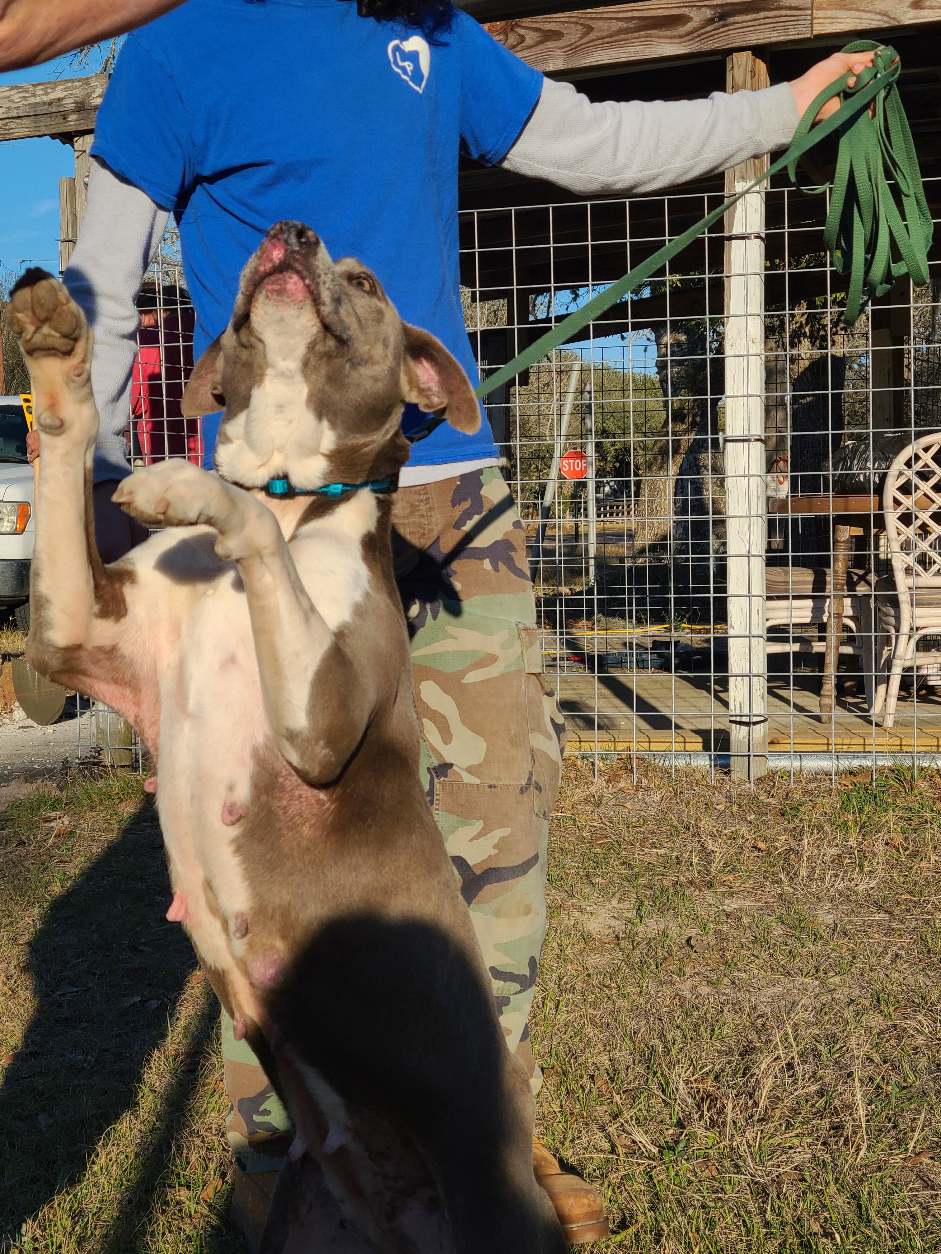 Enlarge Mica, a Adoptable Blue Lacy in Sheridan, TX image 1/12