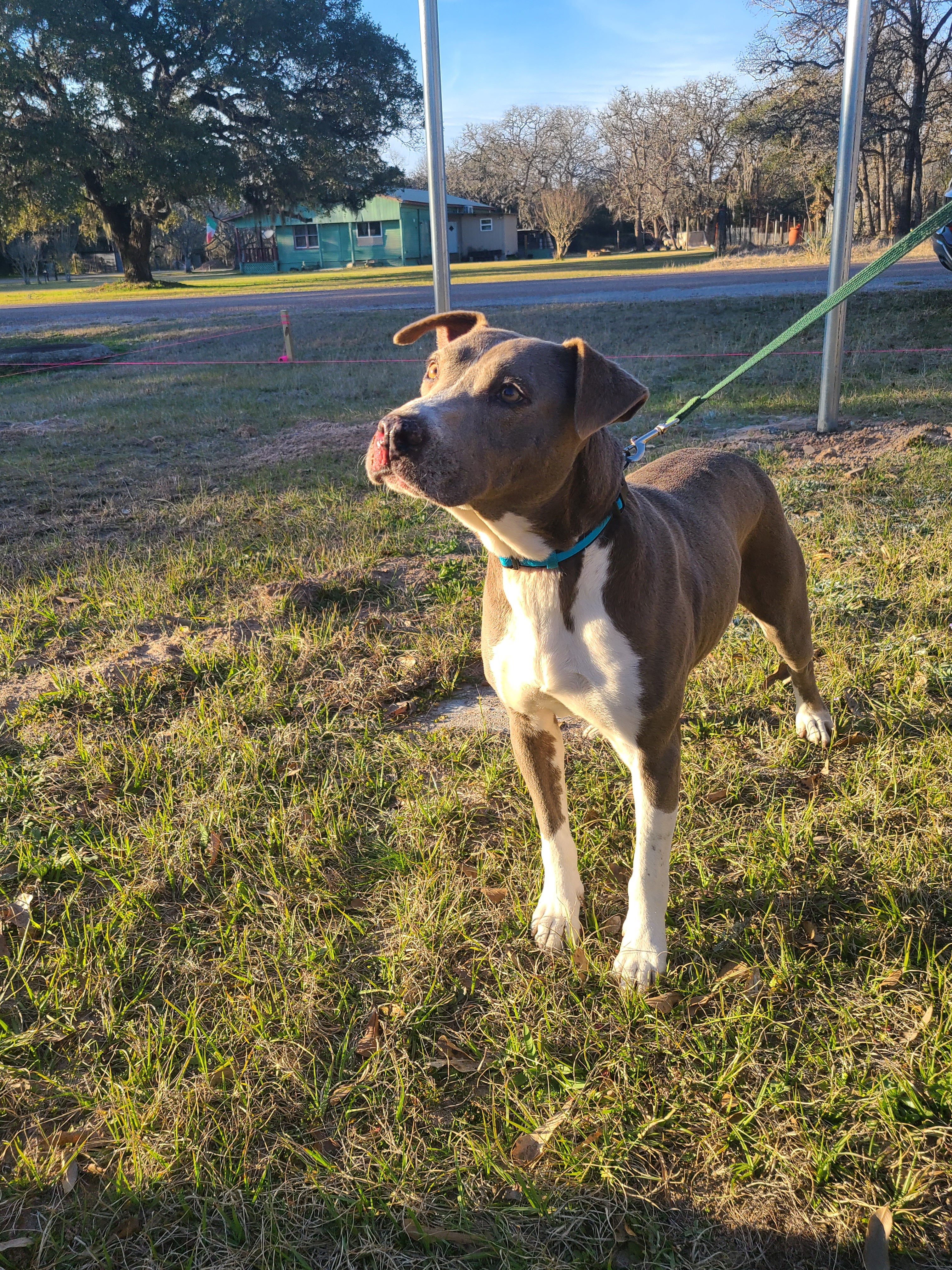 Enlarge Mica, a Adoptable Blue Lacy in Sheridan, TX image 2/12