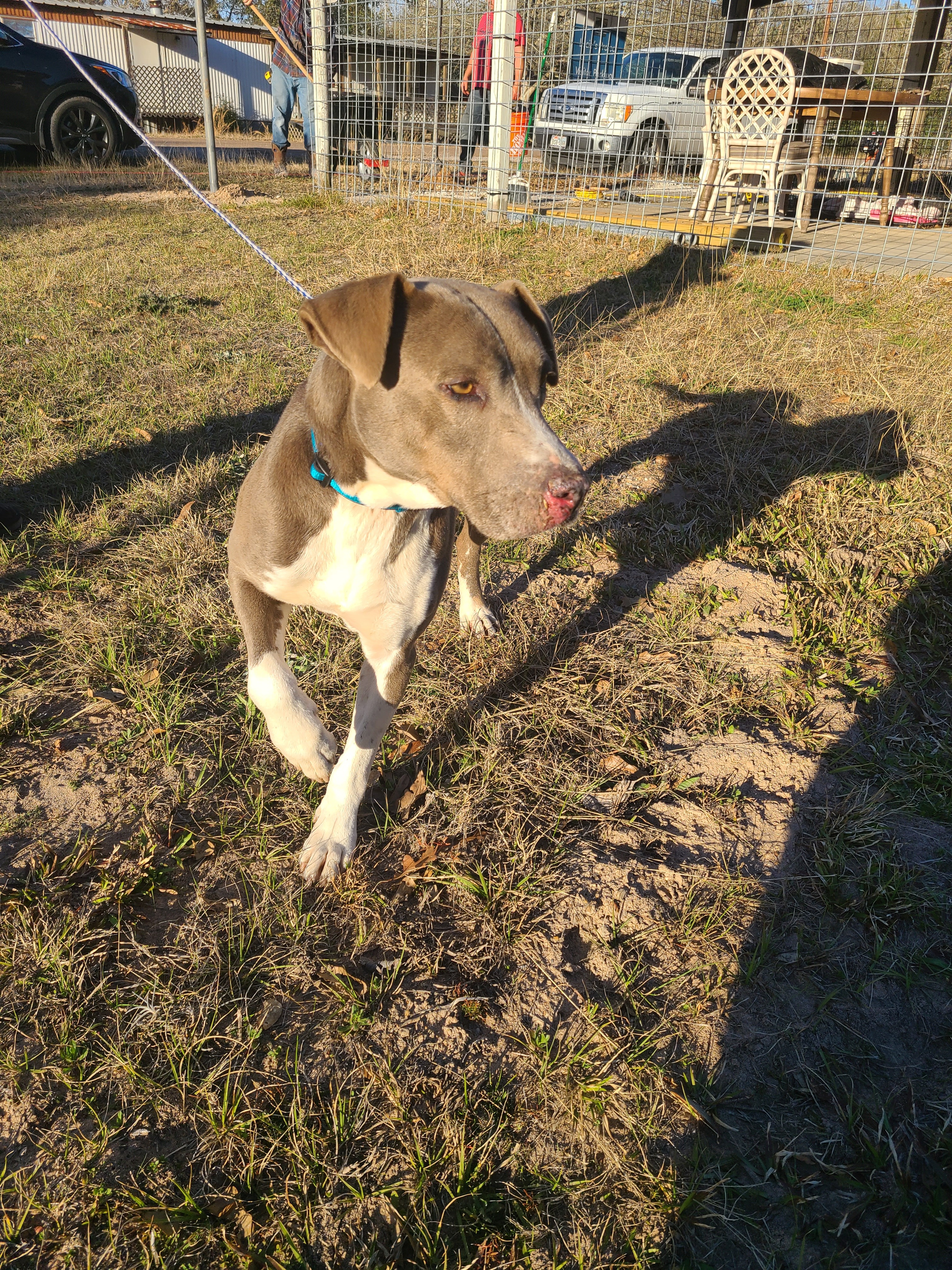 Enlarge Mica, a Adoptable Blue Lacy in Sheridan, TX image 3/12