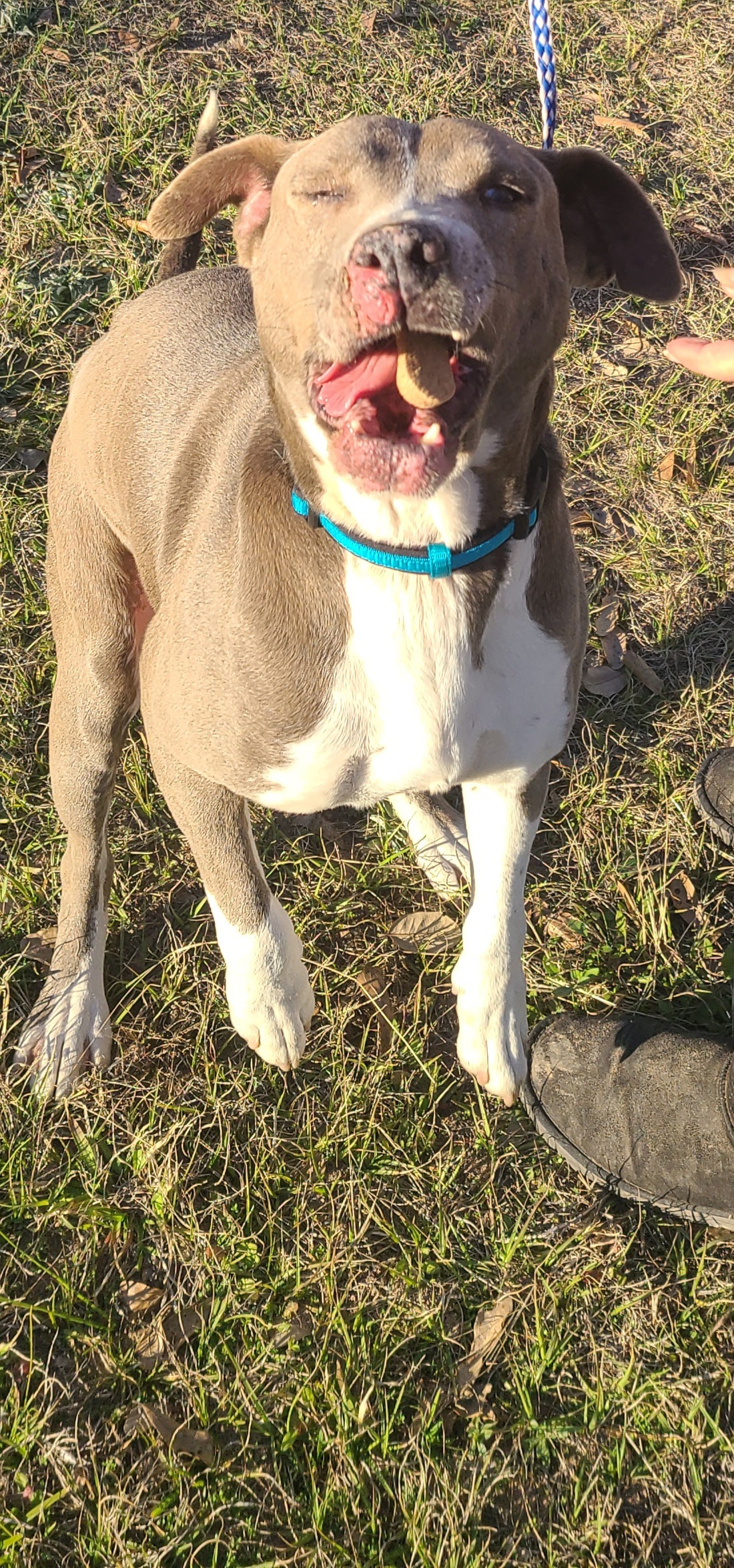 Enlarge Mica, a Adoptable Blue Lacy in Sheridan, TX image 4/12