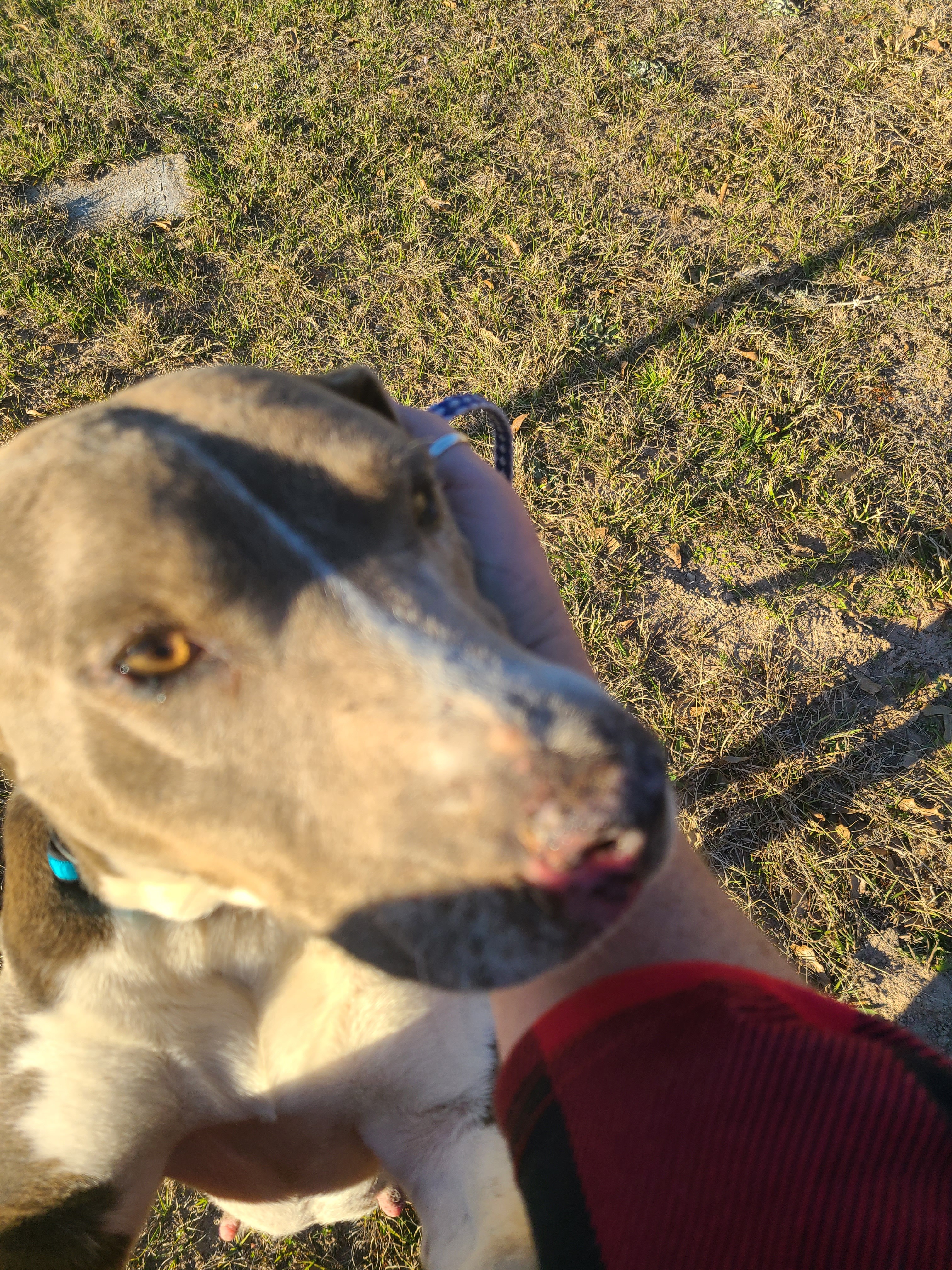 Enlarge Mica, a Adoptable Blue Lacy in Sheridan, TX image 5/12