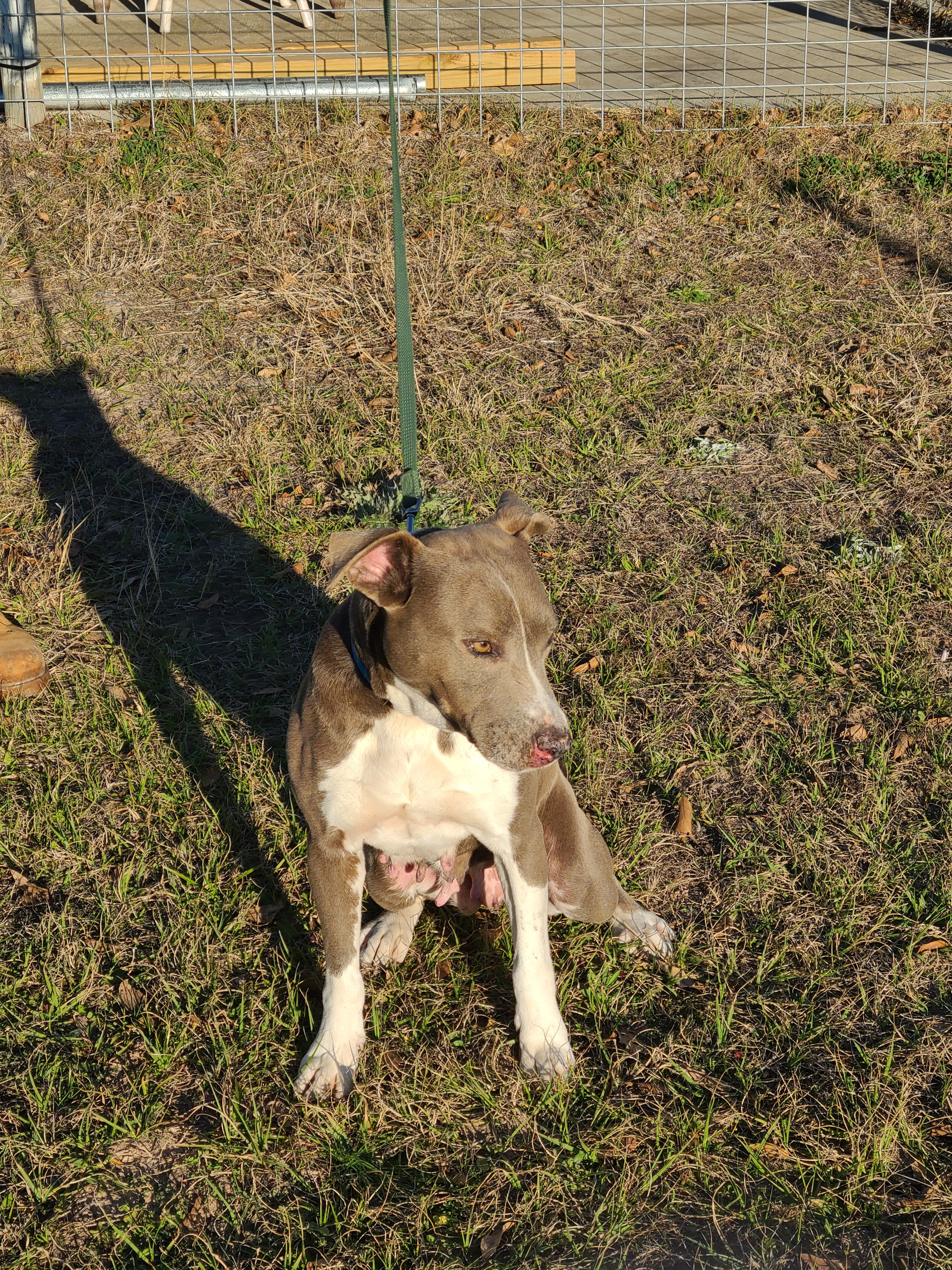 Enlarge Mica, a Adoptable Blue Lacy in Sheridan, TX image 6/12