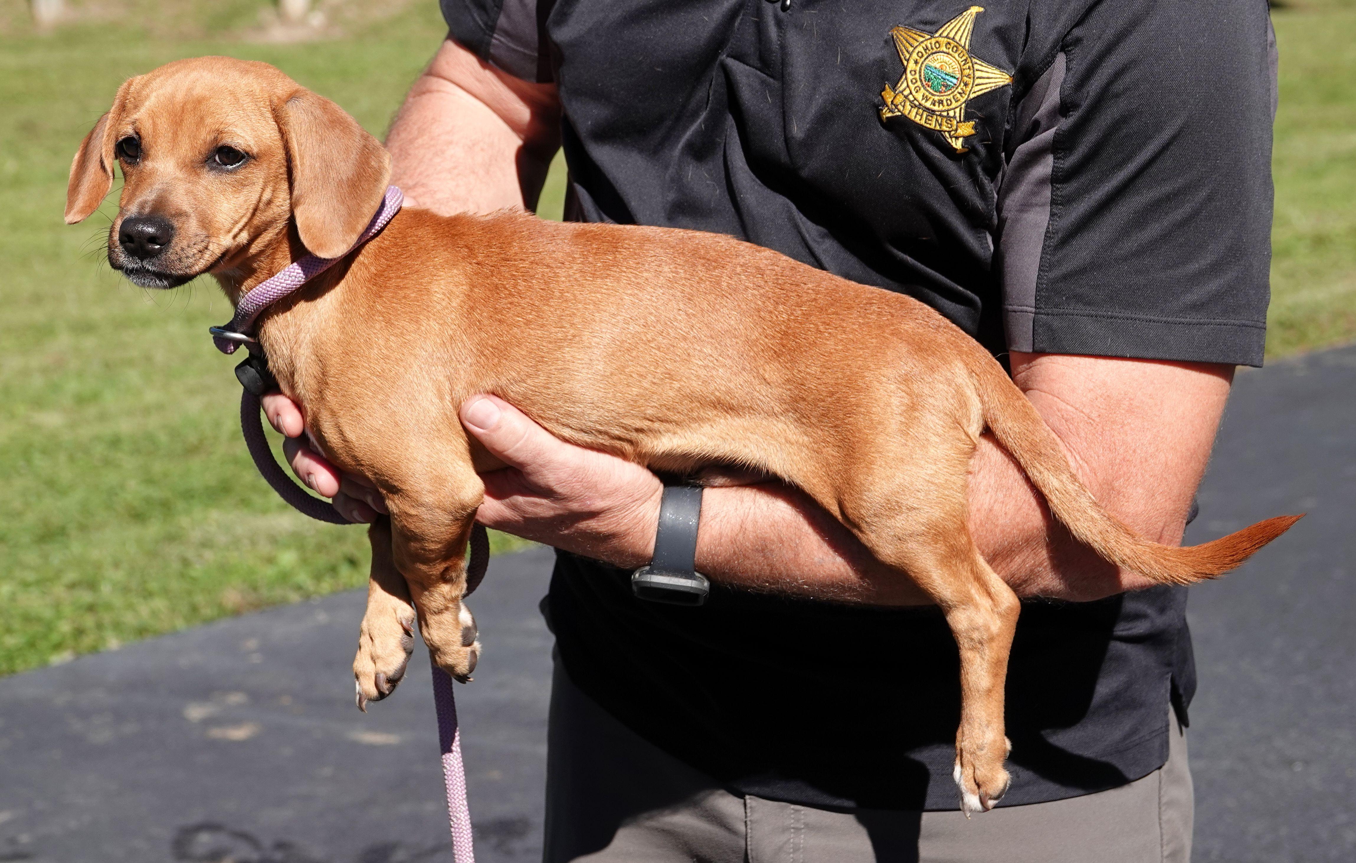 Enlarge Ghoul - RESCUED, a Adopted Chiweenie in Millfield, OH image 2/4