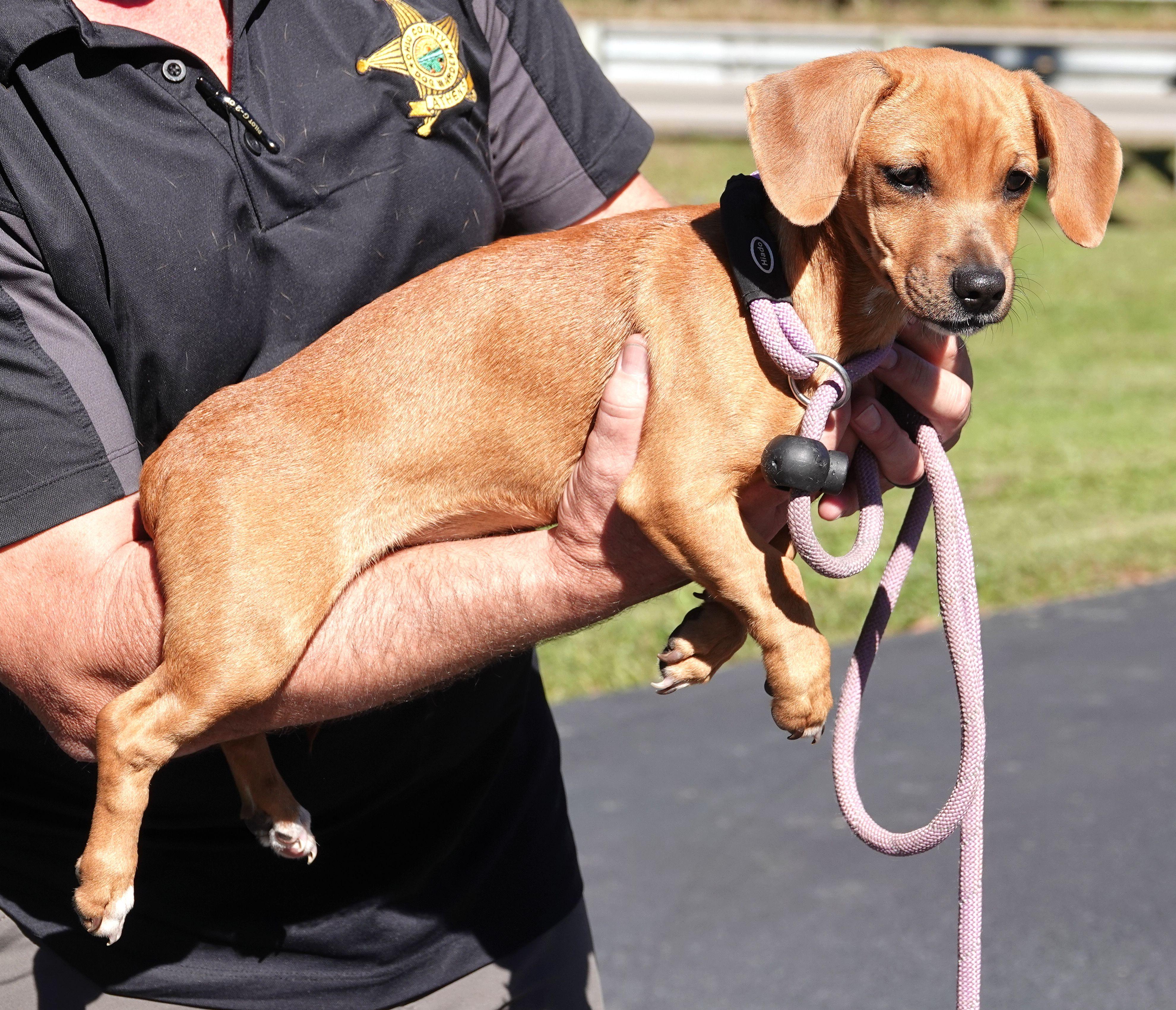 Enlarge Ghoul - RESCUED, a Adopted Chiweenie in Millfield, OH image 3/4