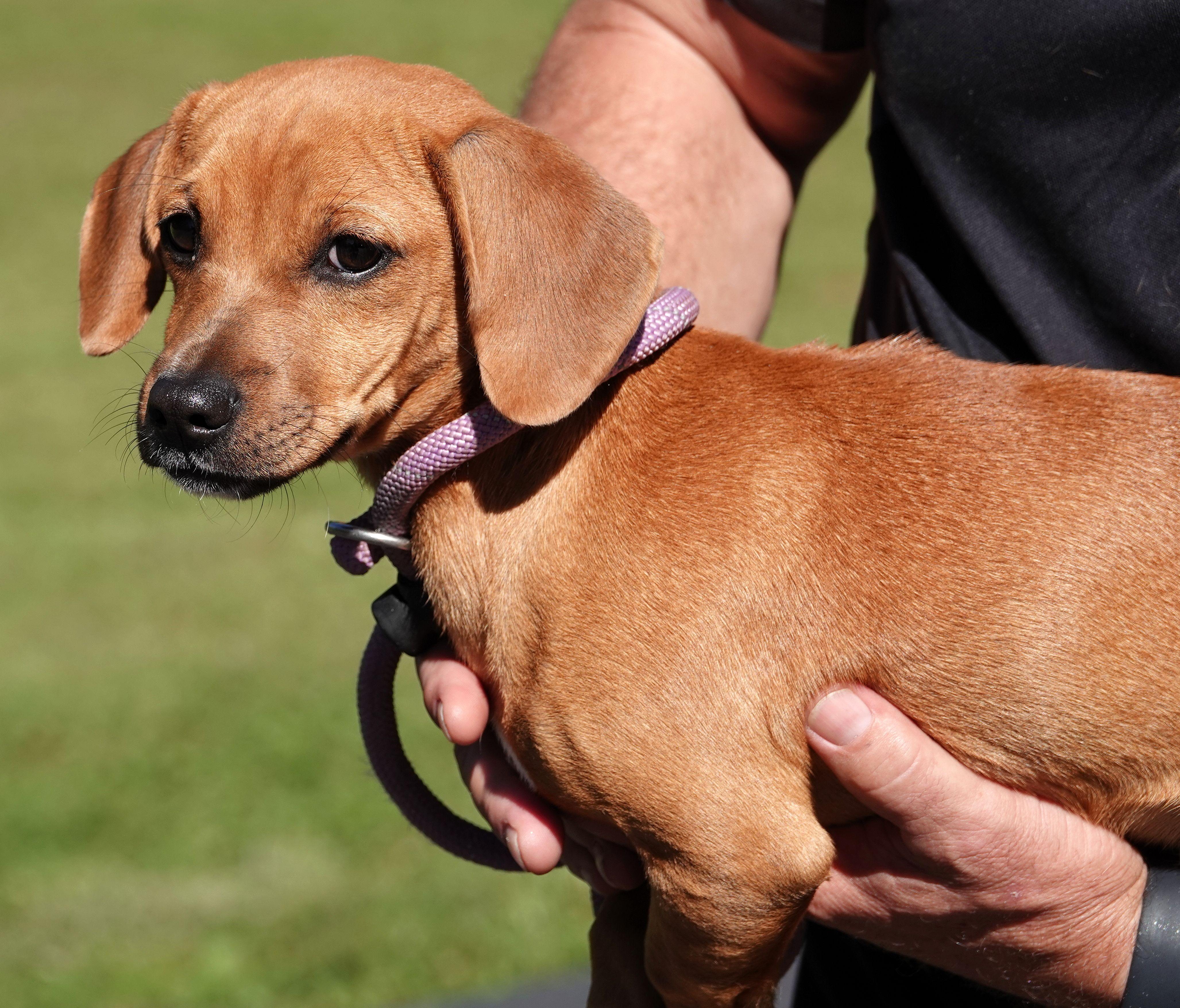 Enlarge Ghoul - RESCUED, a Adopted Chiweenie in Millfield, OH image 4/4