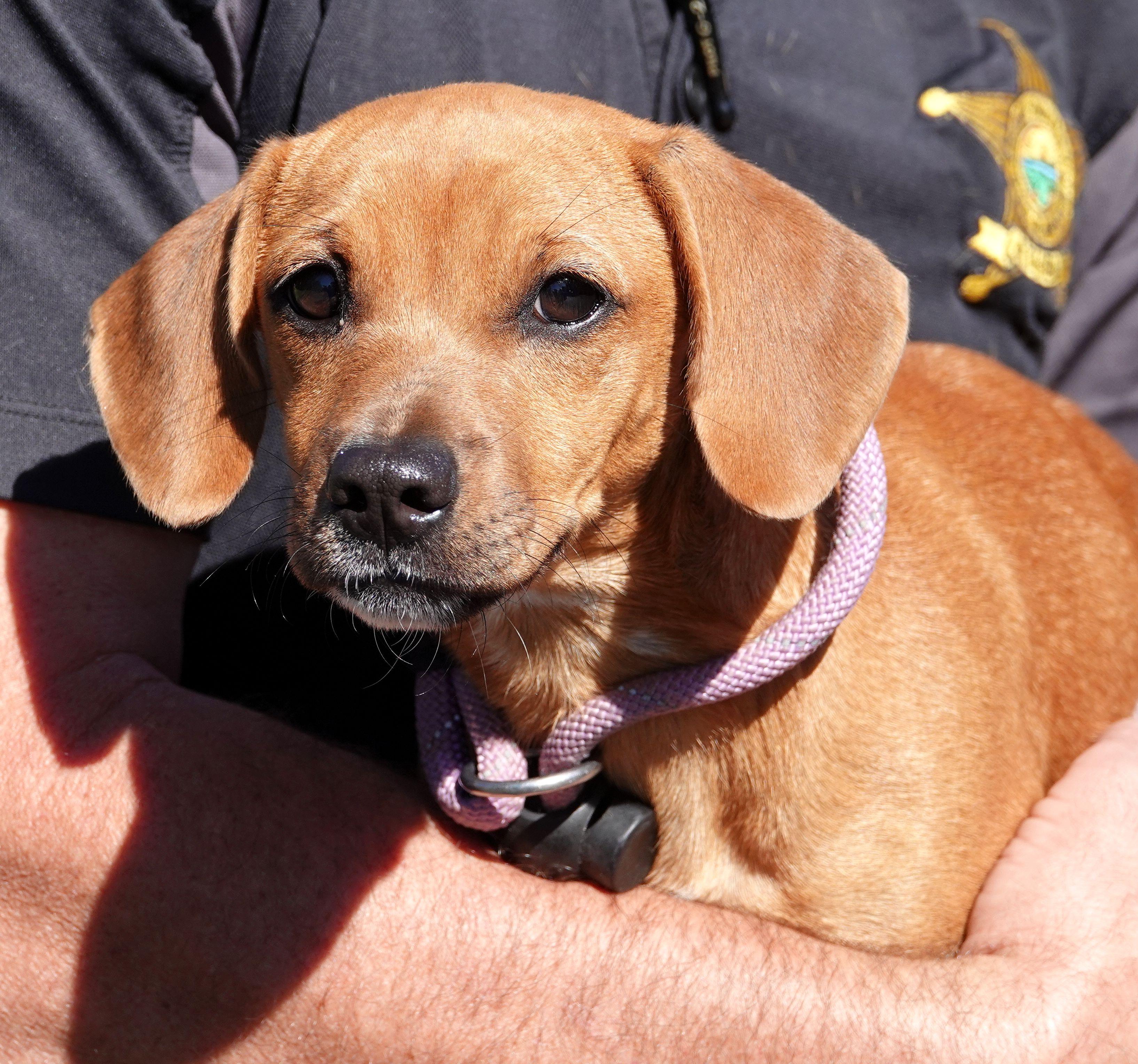 Ghoul - MEDICAL HOLD, Adoptable, Young Male Chiweenie.