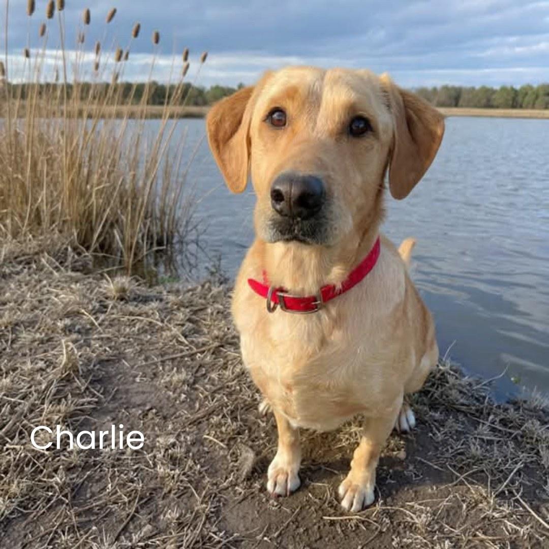 Enlarge Charlie, a ADOPTABLE Yellow Labrador Retriever in Shreveport, LA image 1/1