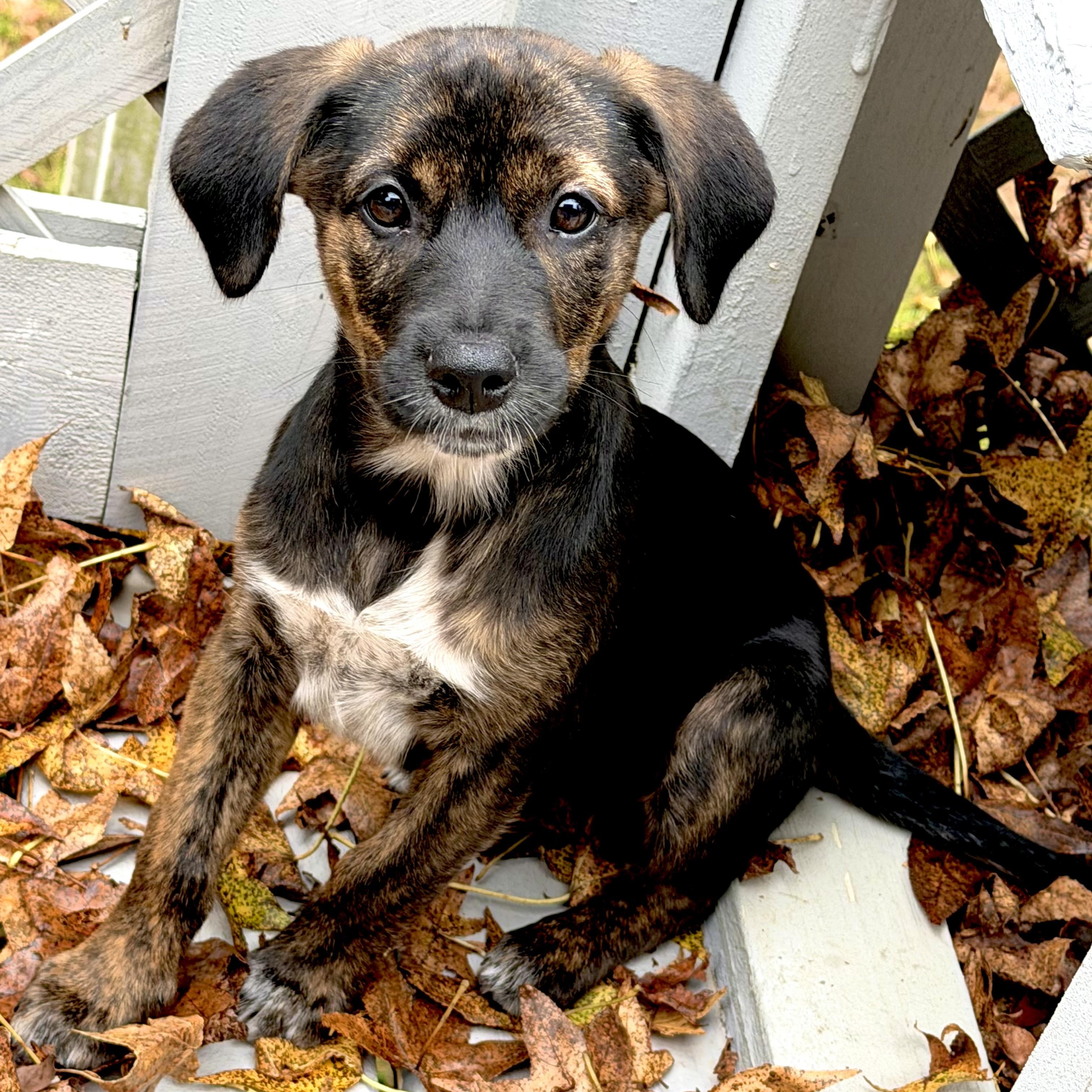 Enlarge Sassy, a Adopted Mixed Breed in Southaven , MS image 1/3