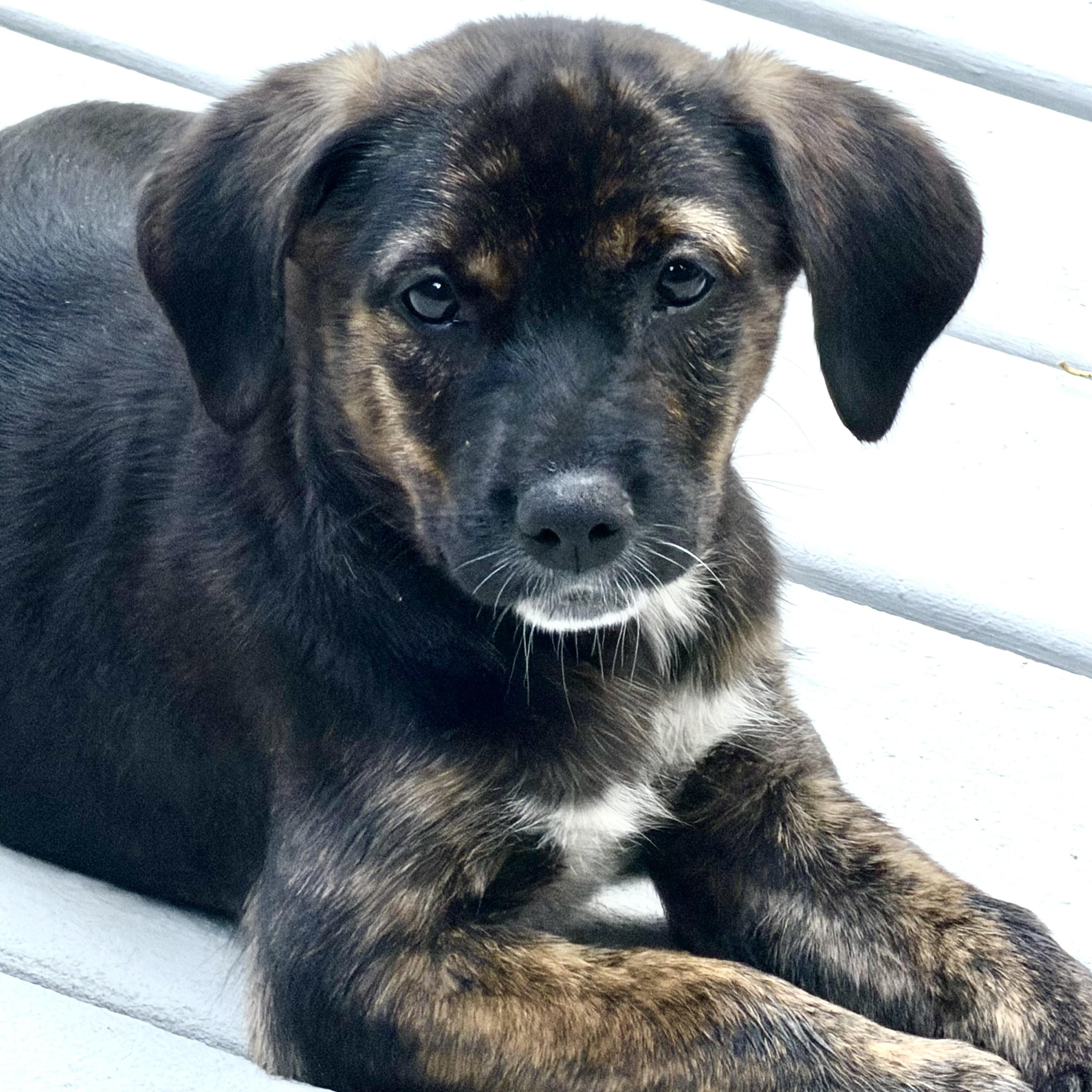 Enlarge Sassy, a Adopted Mixed Breed in Southaven , MS image 3/3