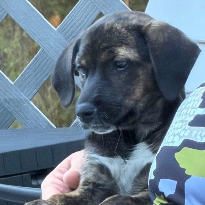 Enlarge Sassy, a Adopted Mixed Breed in Southaven , MS image 2/3