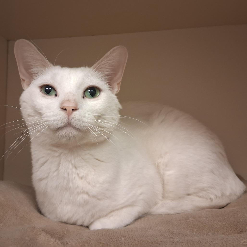 Meowrio Lopez, Adoptable, Adult Male Domestic Short Hair.