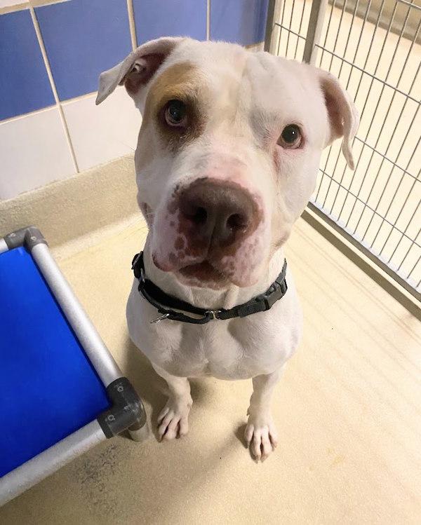 Enlarge Bandit, a Adoptable mixed breed in Austin, TX image 2/5