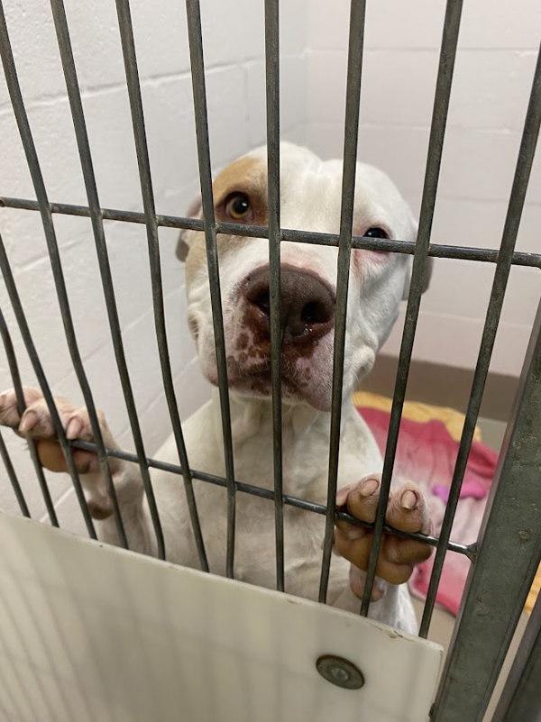 Enlarge Bandit, a Adoptable mixed breed in Austin, TX image 3/5