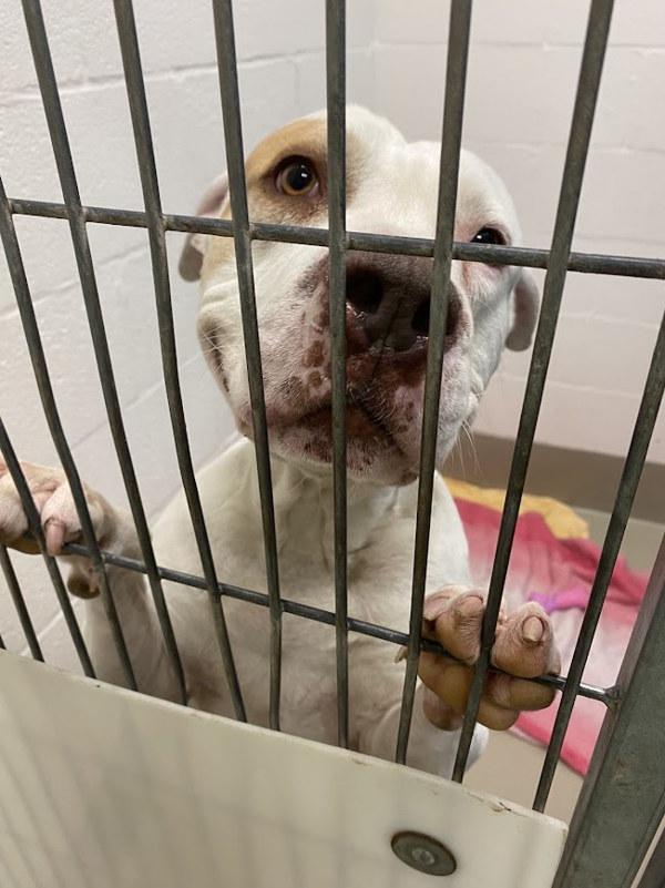 Enlarge Bandit, a Adoptable mixed breed in Austin, TX image 4/5