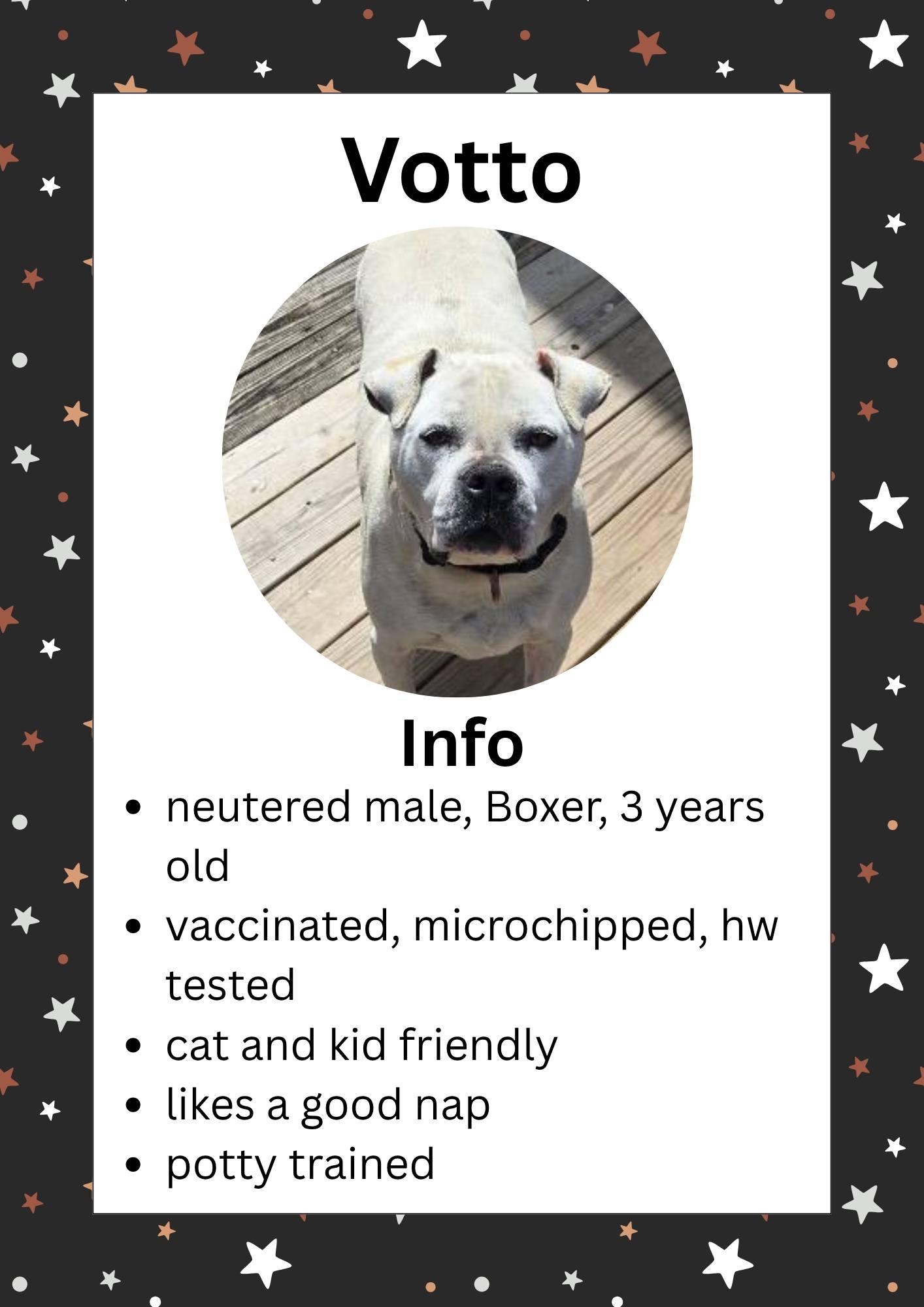 Enlarge Votto, a ADOPTABLE mixed breed in Greensburg, IN image 1/1