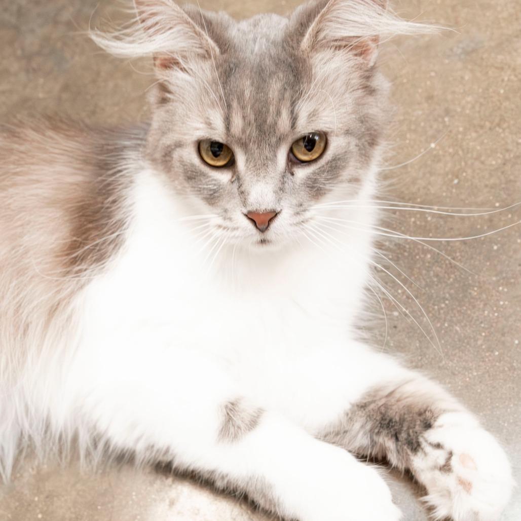 Darla, a Adoptable Domestic Short Hair in Jasper, IN image 1/4