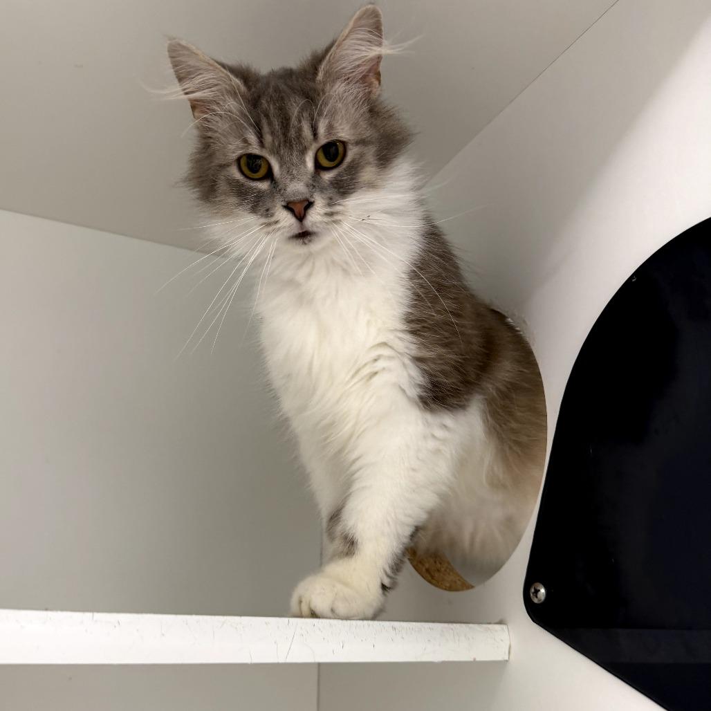 Enlarge Darla, a Adoptable Domestic Short Hair in Jasper, IN image 1/2