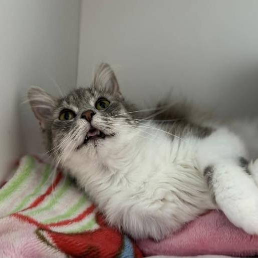 Darla, a Adoptable Domestic Short Hair in Jasper, IN image 3/4