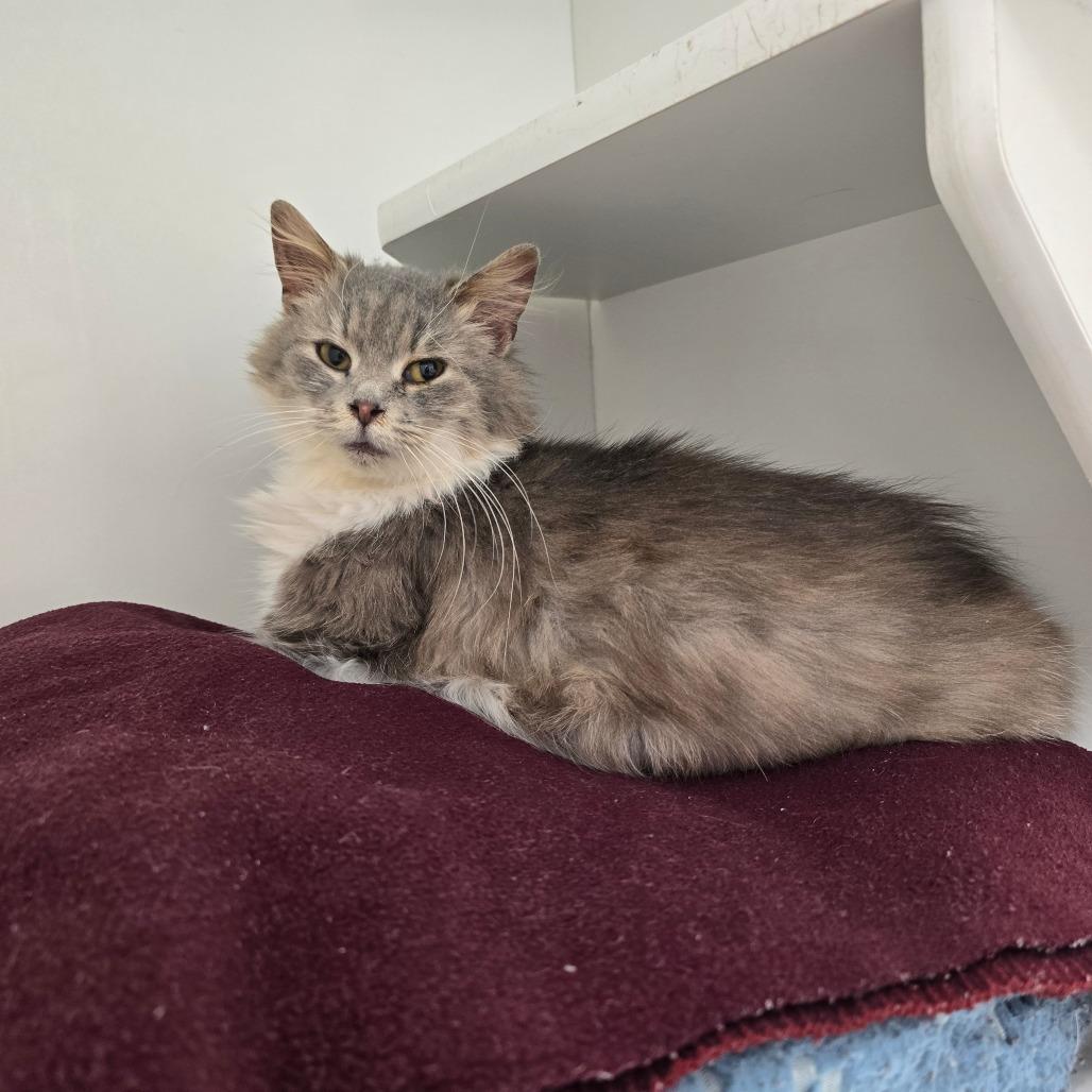 Enlarge Darla, a Adoptable Domestic Short Hair in Jasper, IN image 2/2