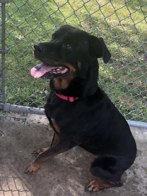 Enlarge Bear, a Adopted Rottweiler in Auburn, IN image 1/1