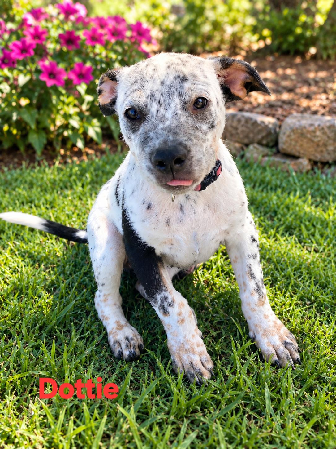 Dottie, Adoptable, Puppy Female German Shorthaired Pointer.