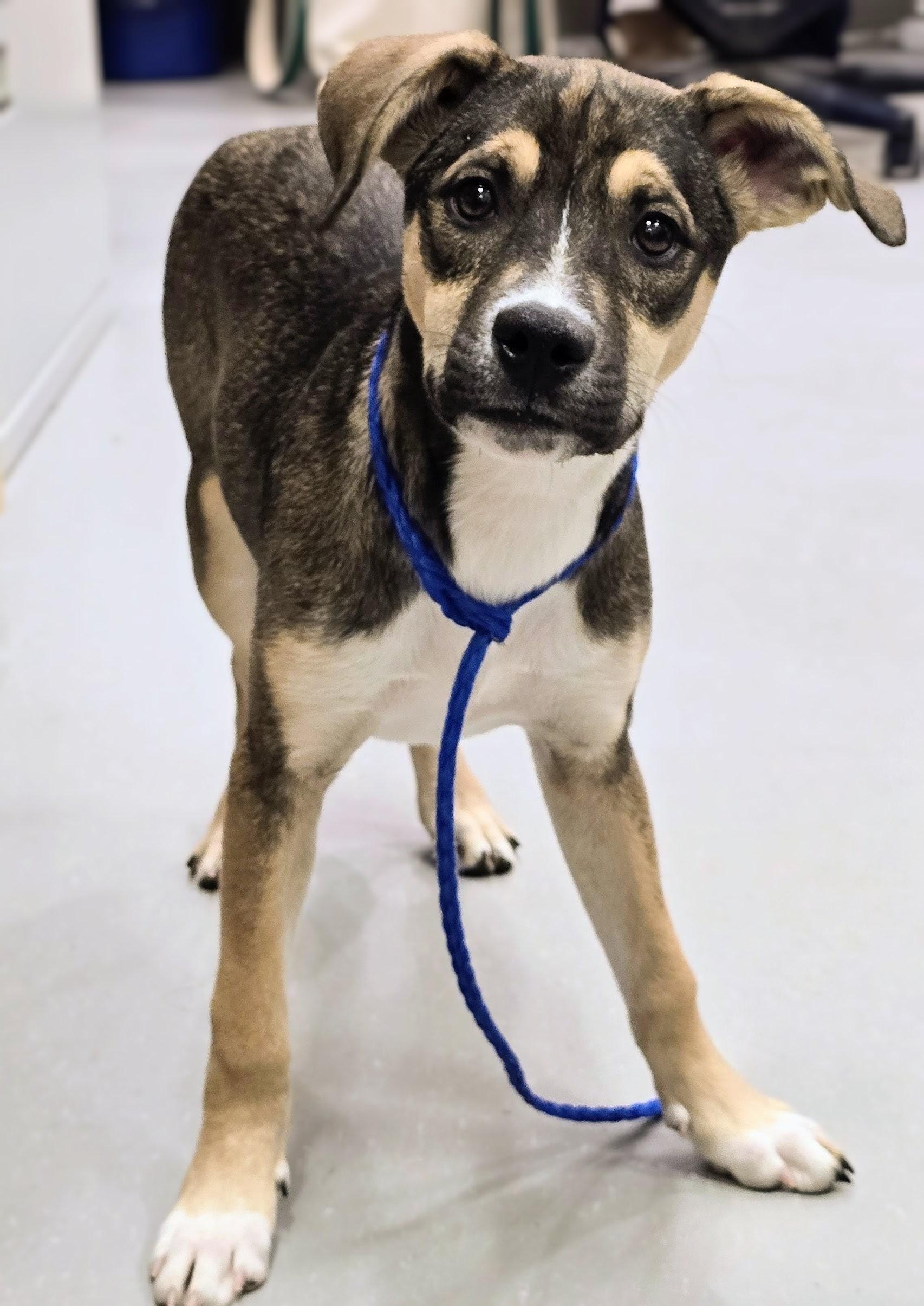 Enlarge 26-53 Kiara, an adopted mixed breed in Amityville, NY image 5/6