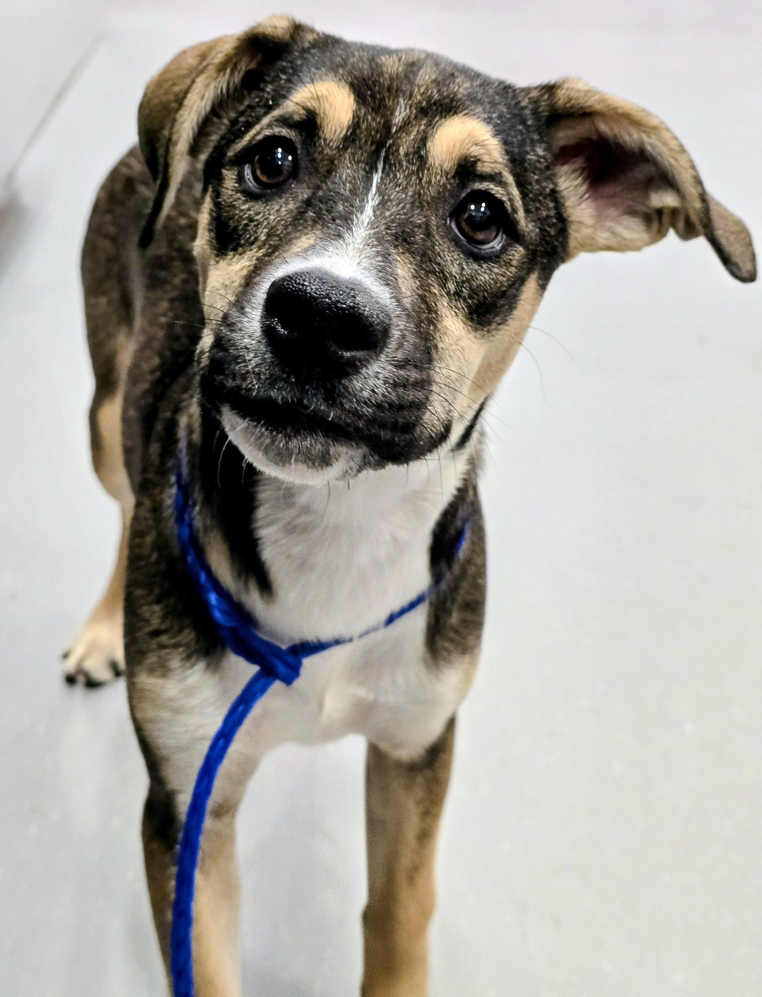 Enlarge 26-53 Kiara, an adopted mixed breed in Amityville, NY image 4/6