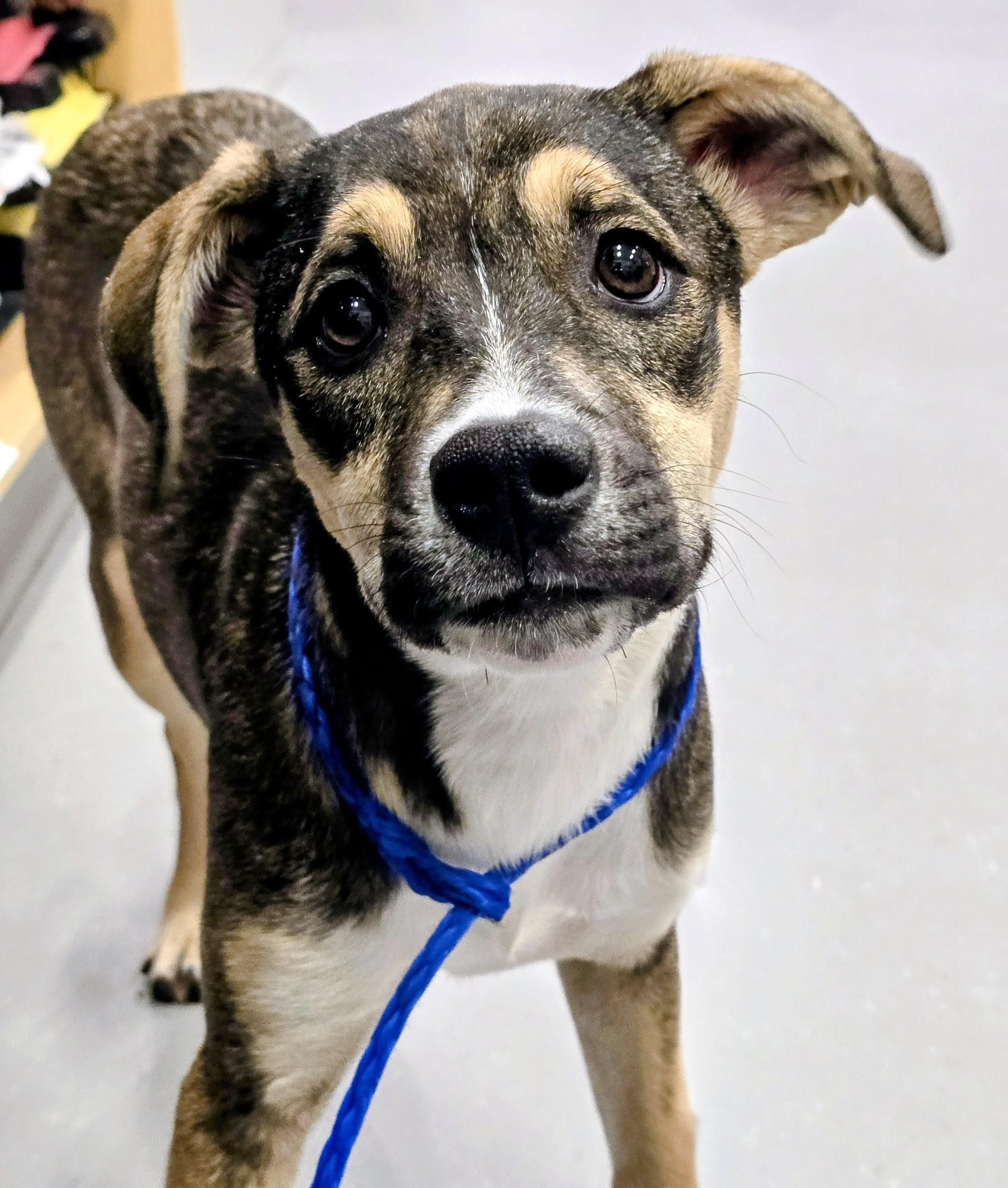 Enlarge 26-53 Kiara, an adopted mixed breed in Amityville, NY image 1/6