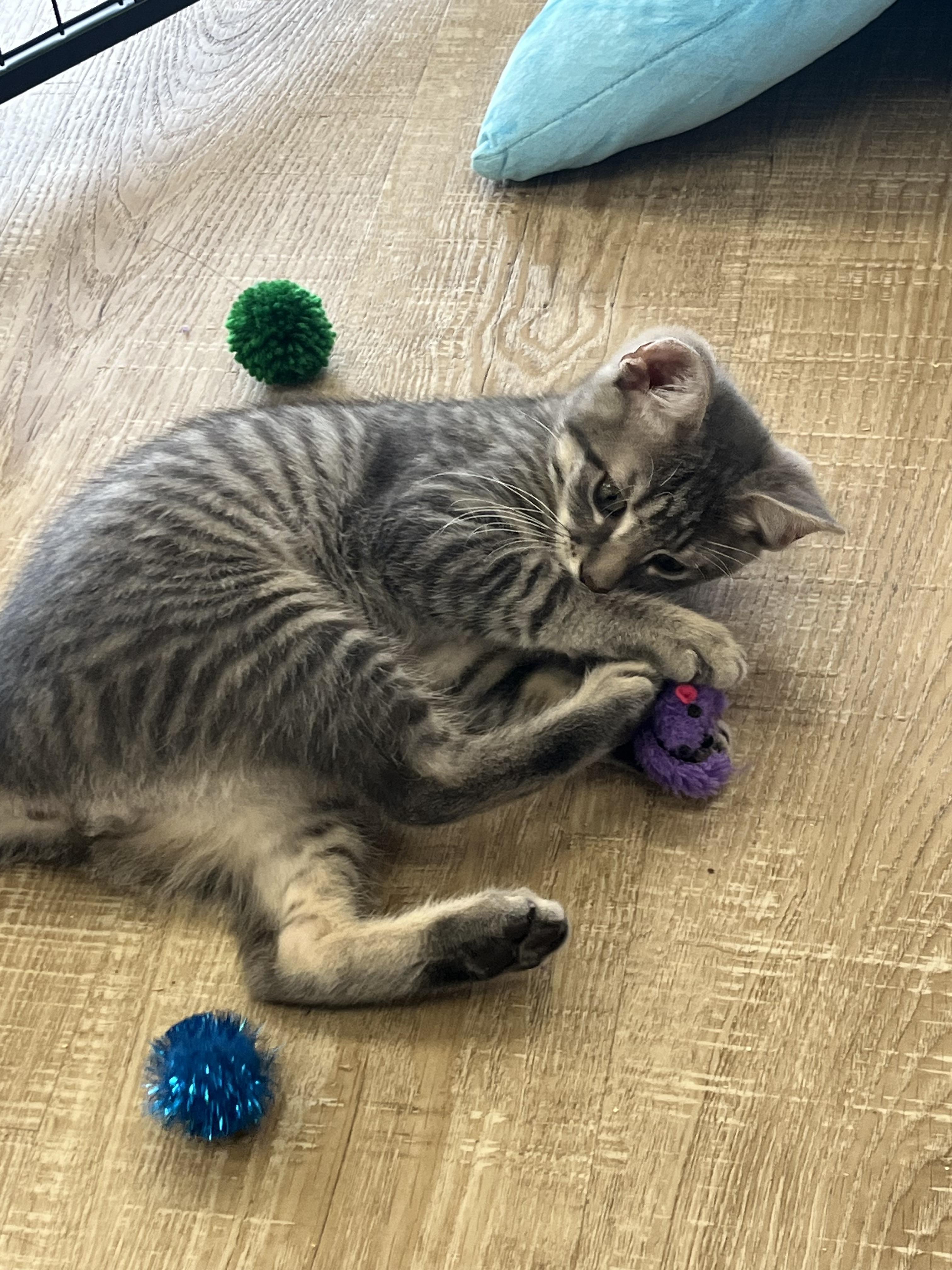 Enlarge Julian, a Adopted Domestic Short Hair in Sussex, NJ image 2/3