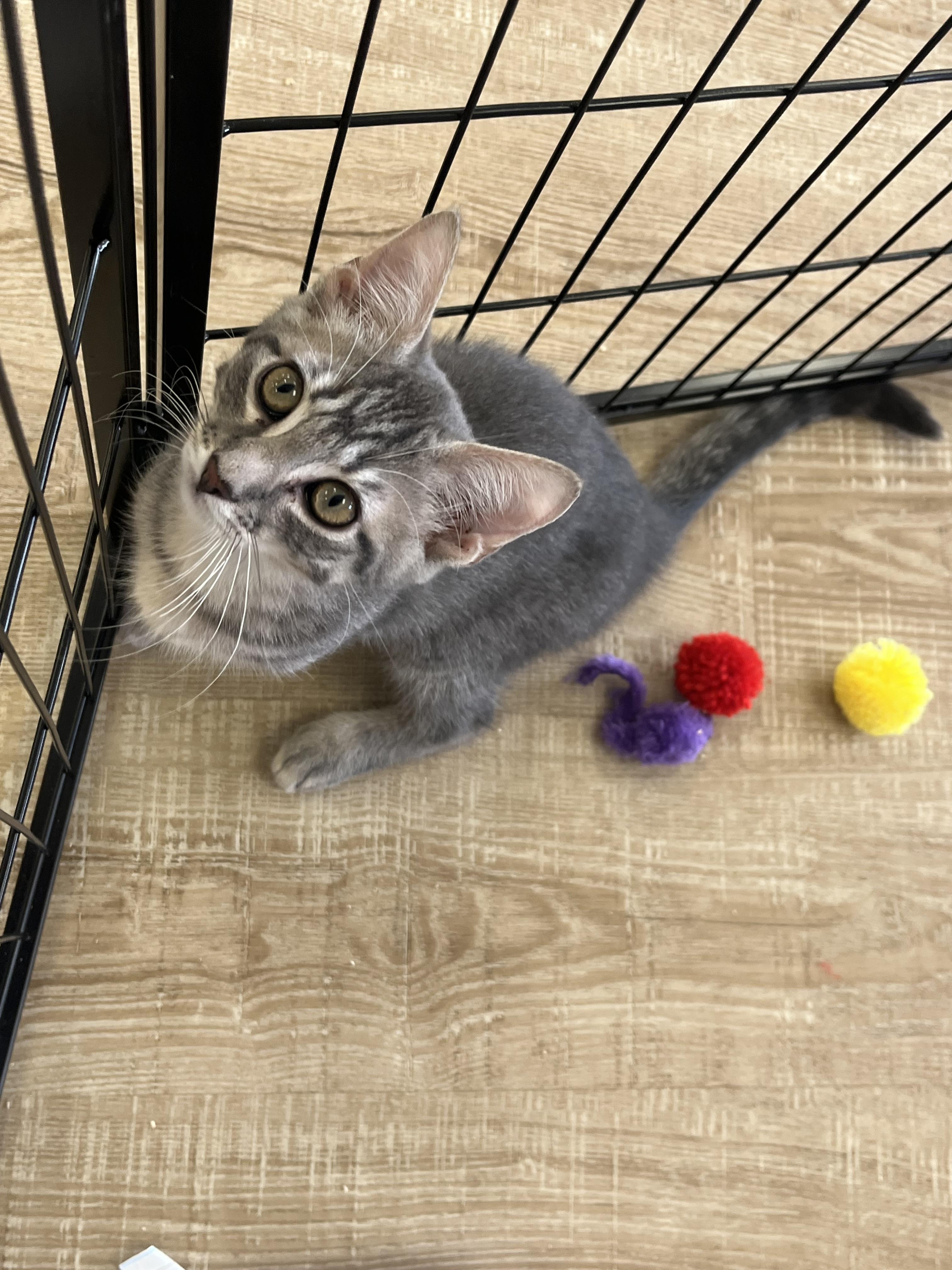 Enlarge Julian, a Adopted Domestic Short Hair in Sussex, NJ image 3/3