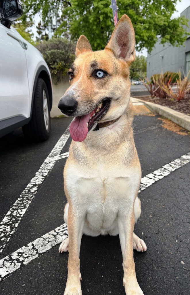 Remmy, a Adoptable mixed breed in Pleasant Grove, CA image 1/4