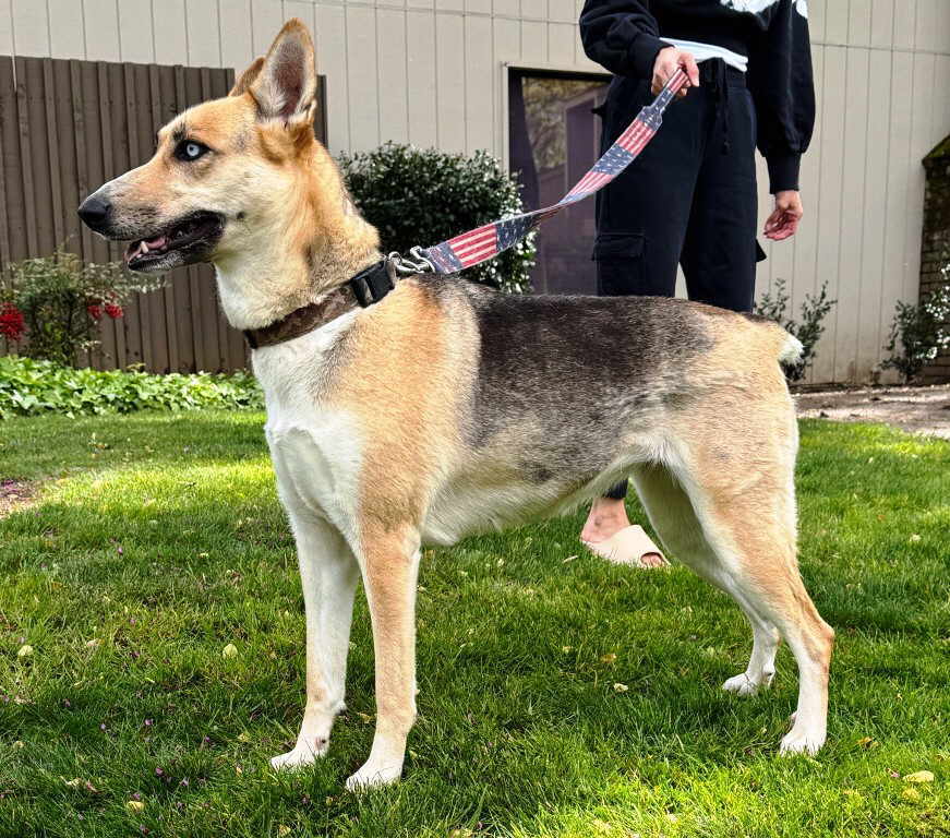 Remmy, an adoptable German Shepherd Dog, Siberian Husky in Pleasant Grove, CA, 95668 | Photo Image 1