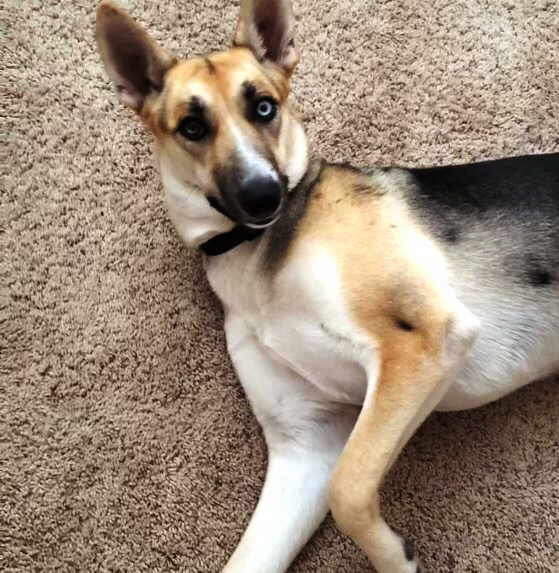 Remmy, an adoptable German Shepherd Dog, Siberian Husky in Pleasant Grove, CA, 95668 | Photo Image 3