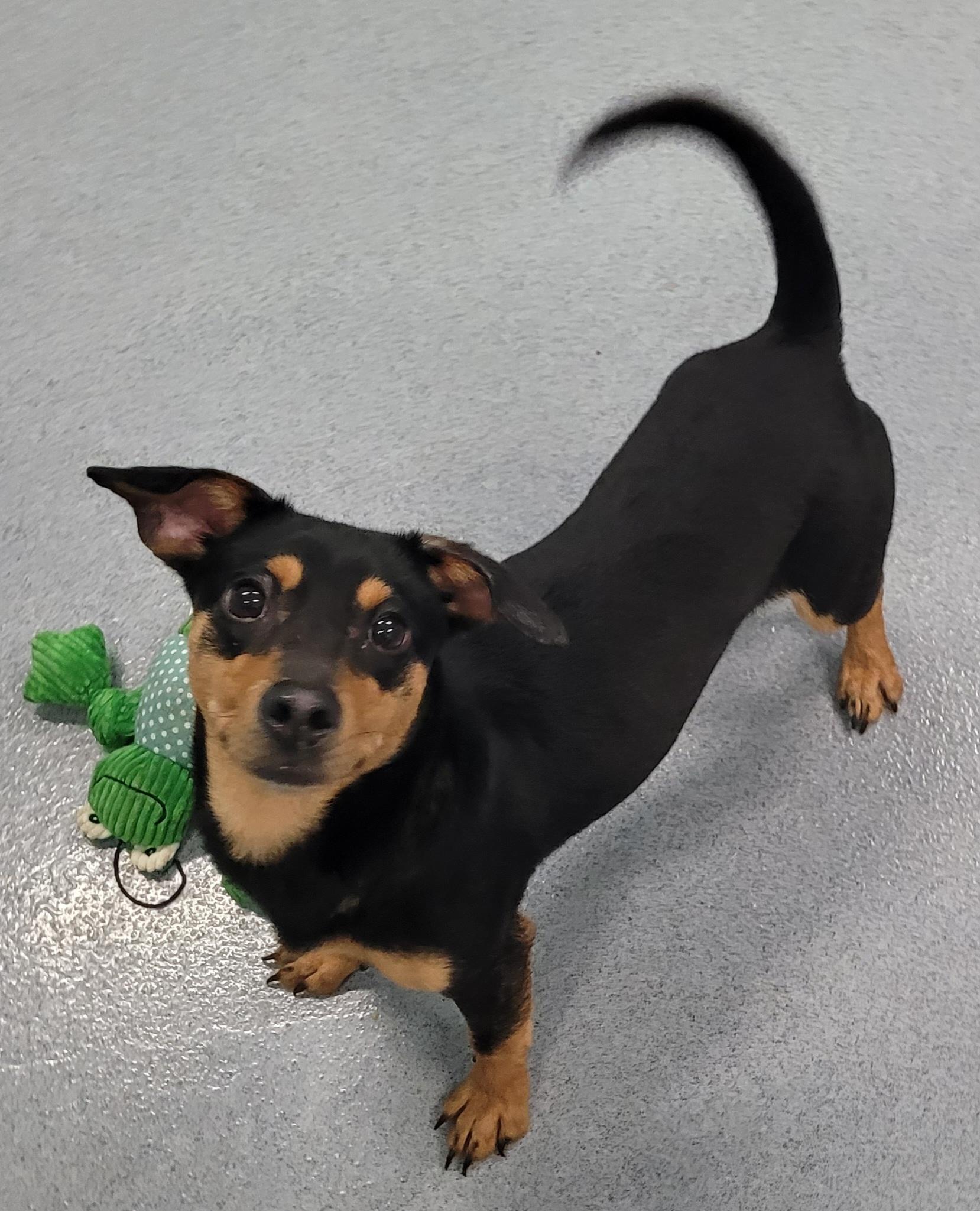 Enlarge Queenie! Playful Girl!, a ADOPTABLE mixed breed in Meriden, CT image 4/6