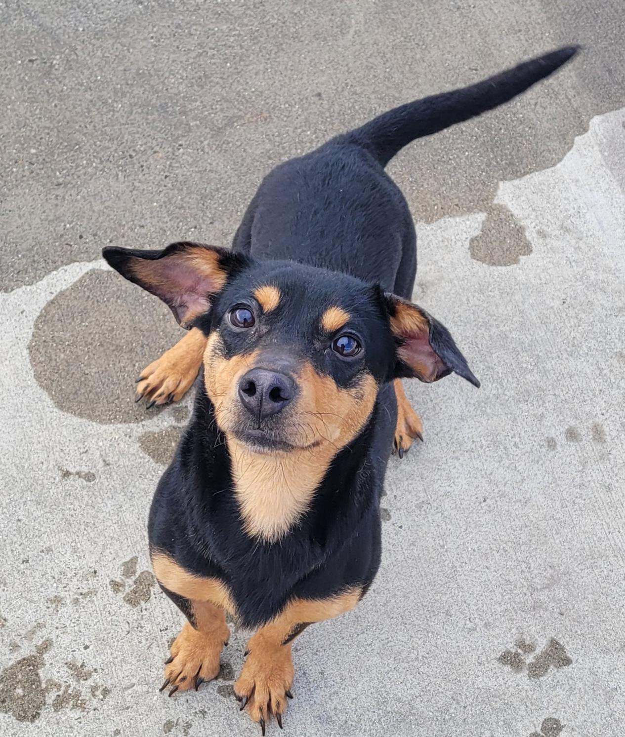 Enlarge Queenie! Playful Girl!, a ADOPTABLE mixed breed in Meriden, CT image 3/6