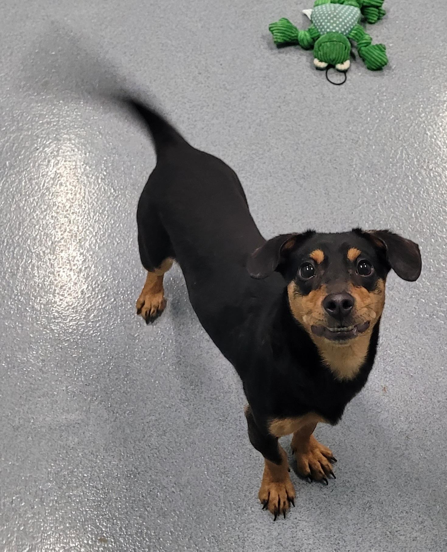 Enlarge Queenie! Playful Girl!, a ADOPTABLE mixed breed in Meriden, CT image 6/6