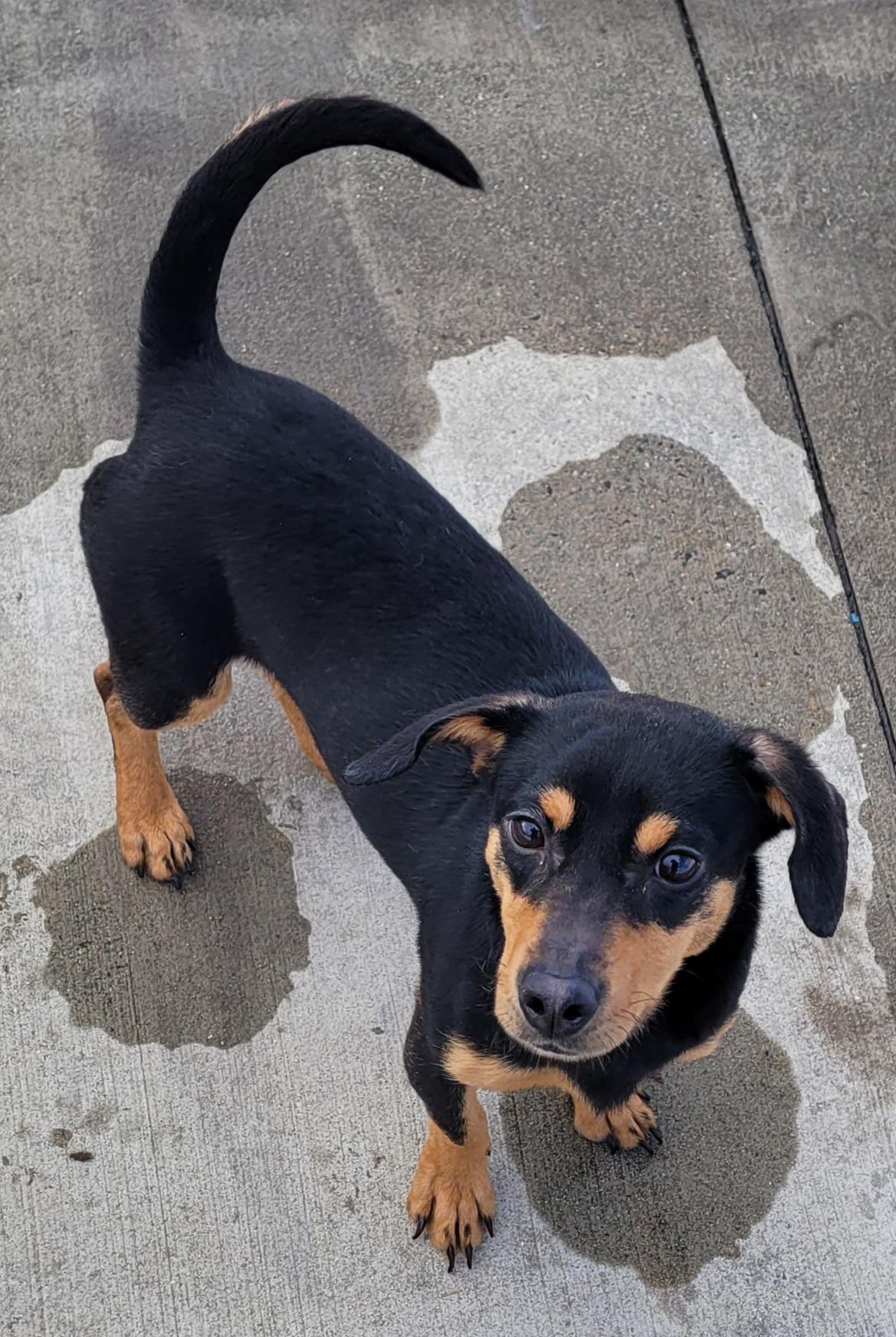 Enlarge Queenie! Playful Girl!, a ADOPTABLE mixed breed in Meriden, CT image 2/6