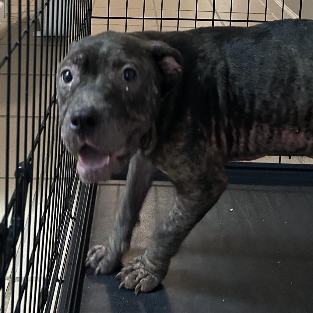 Bella, Adoptable, Young Female English Bulldog & Mixed Breed.