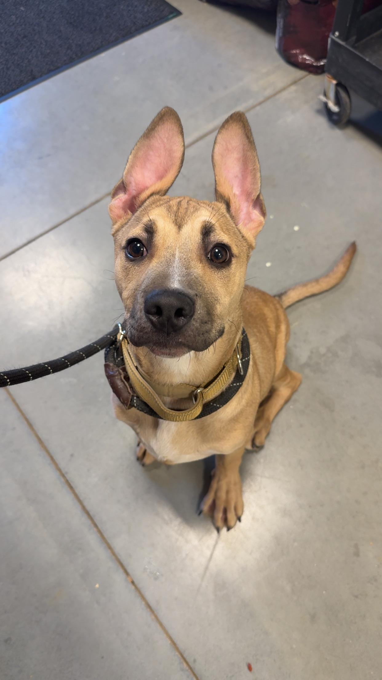 Enlarge Rucker Roo, a ADOPTABLE mixed breed in Covington, TN image 3/5
