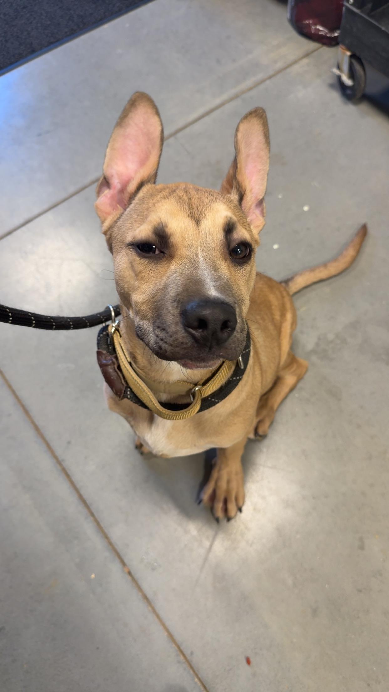 Enlarge Rucker Roo, a ADOPTABLE mixed breed in Covington, TN image 5/5