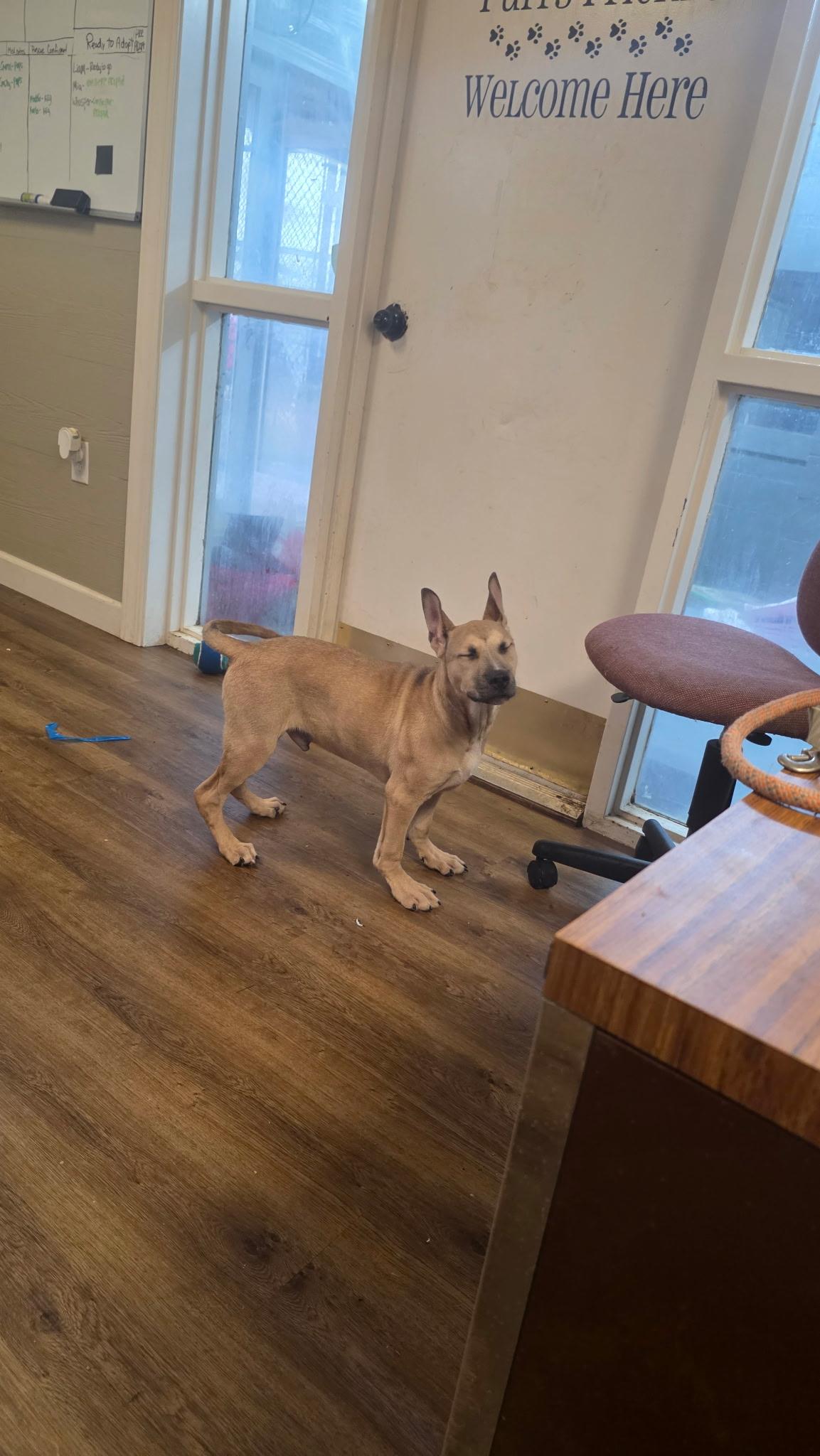 Enlarge Rucker Roo, a ADOPTABLE mixed breed in Covington, TN image 2/5