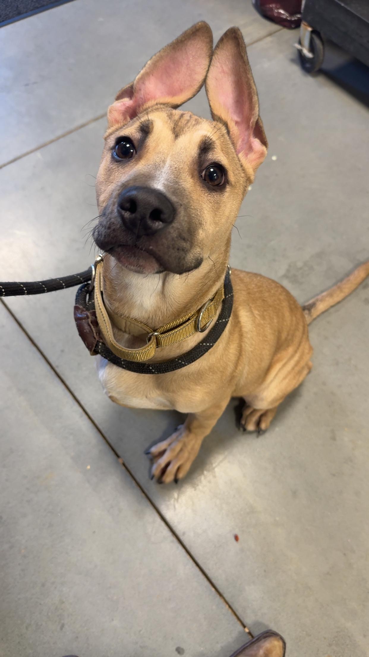 Rucker Roo, ADOPTABLE, Puppy Male Black Mouth Cur.