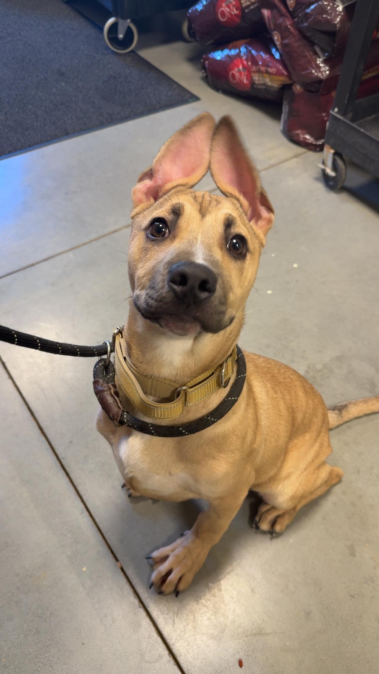 Enlarge Rucker Roo, a ADOPTABLE mixed breed in Covington, TN image 4/5