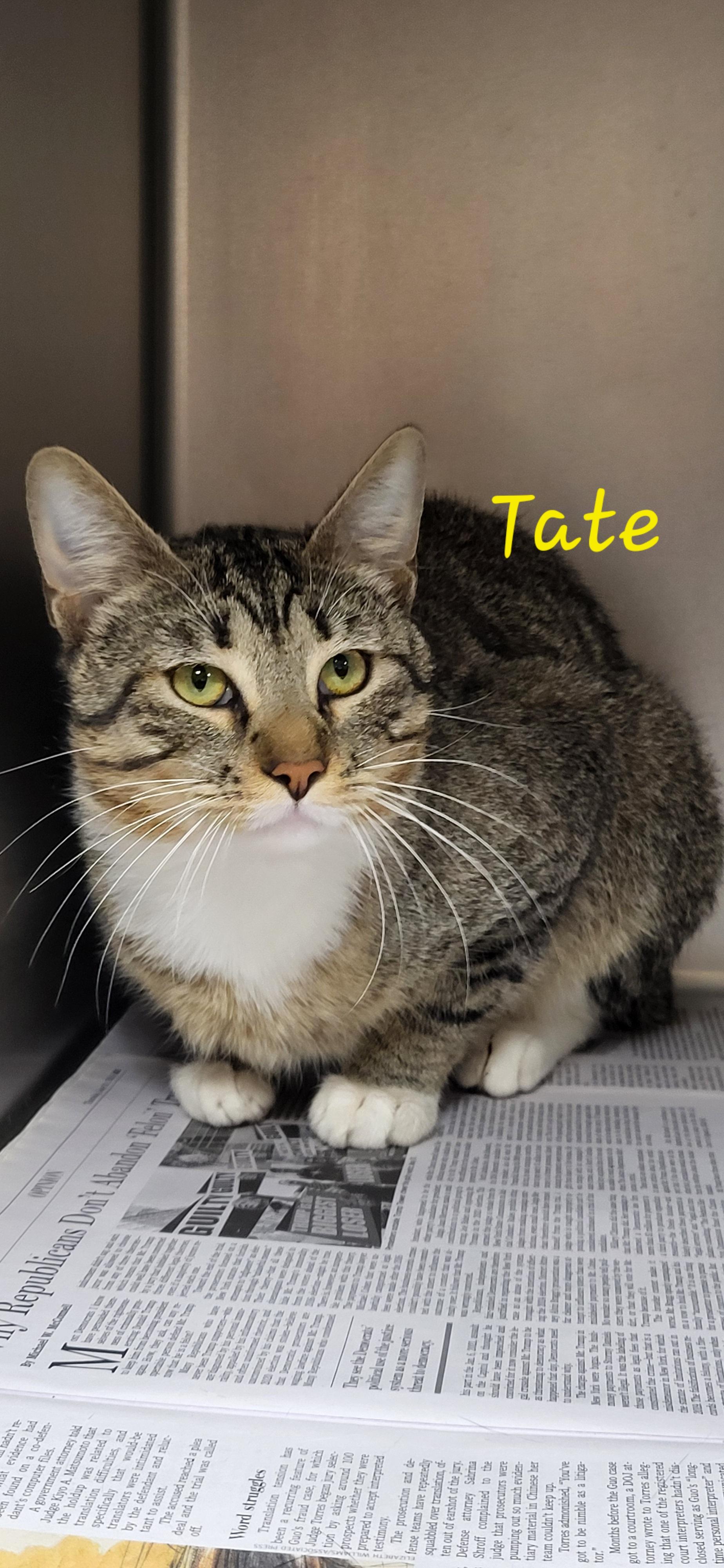 Enlarge Tate, a ADOPTABLE Domestic Short Hair in Marion, MS image 1/1