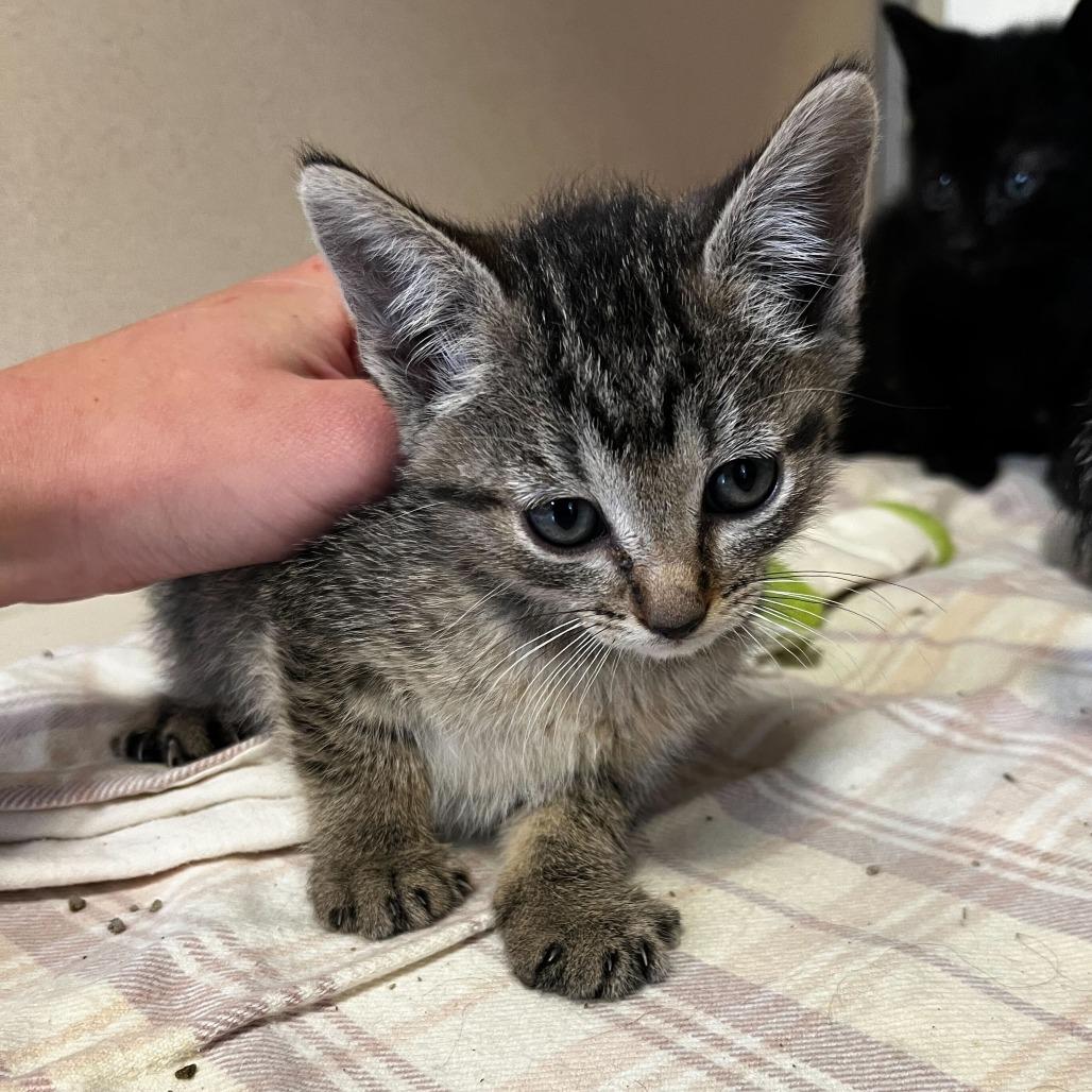 Enlarge Pistachio (26-1T-3), a Adoptable Domestic Short Hair in Rifle, CO image 1/4