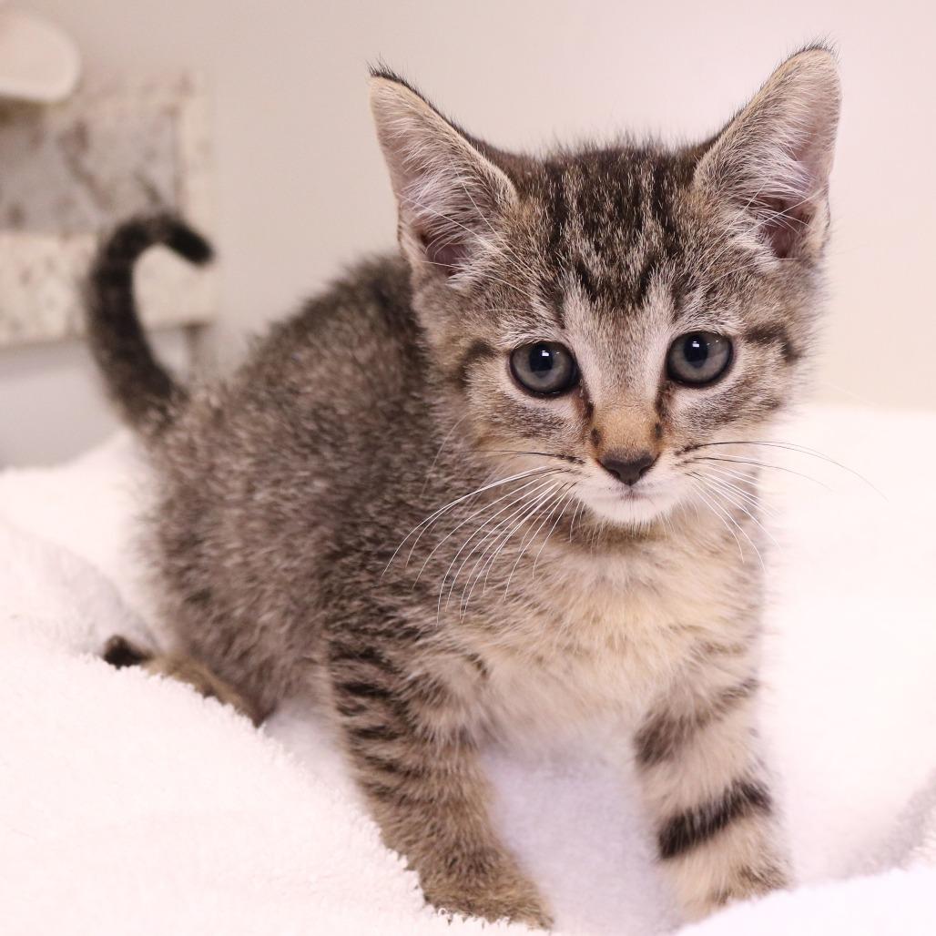 Enlarge Pistachio (26-1T-3), a Adoptable Domestic Short Hair in Rifle, CO image 2/4