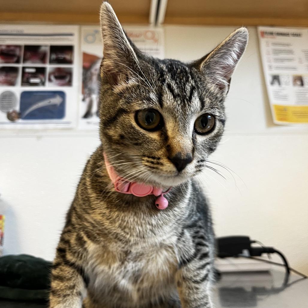 Enlarge Pistachio (26-1T-3), a Adoptable Domestic Short Hair in Rifle, CO image 3/4