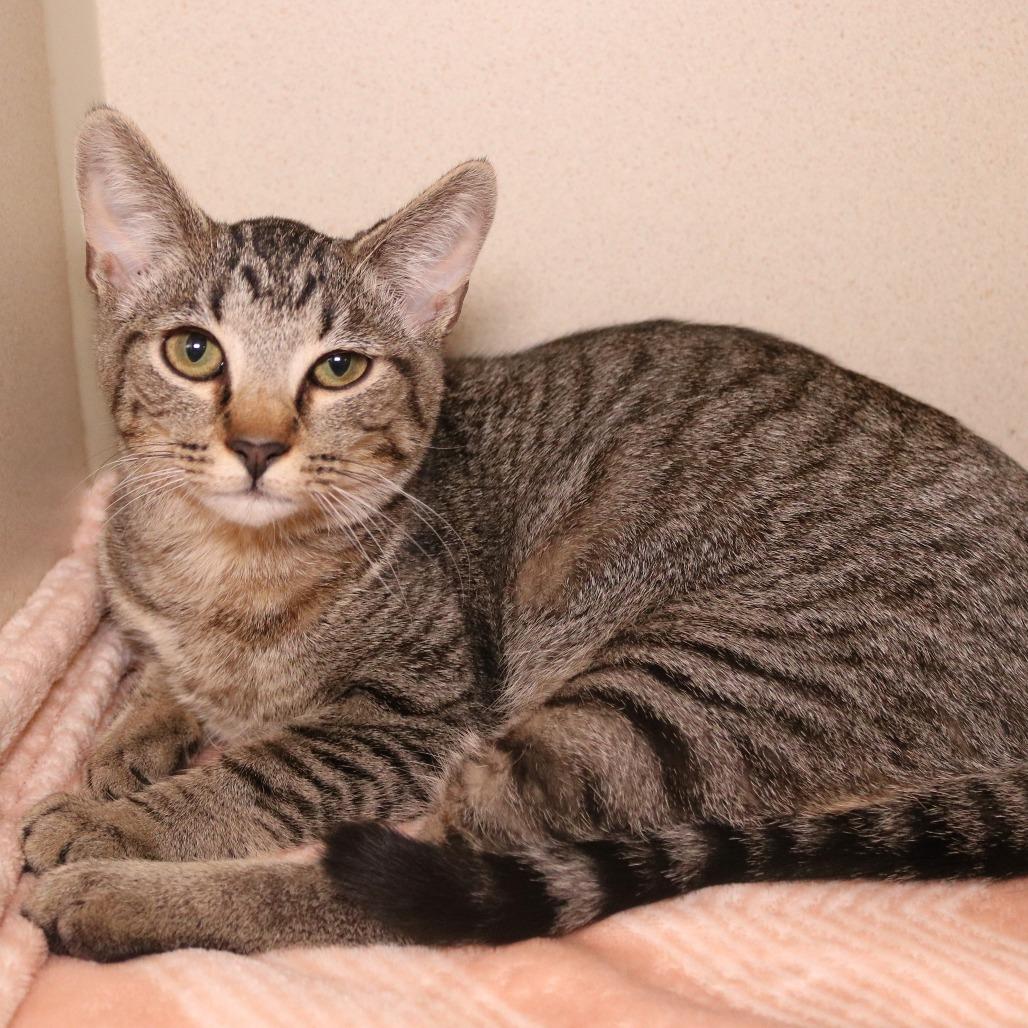 Enlarge Pistachio (26-1T-3), a Adoptable Domestic Short Hair in Rifle, CO image 4/4
